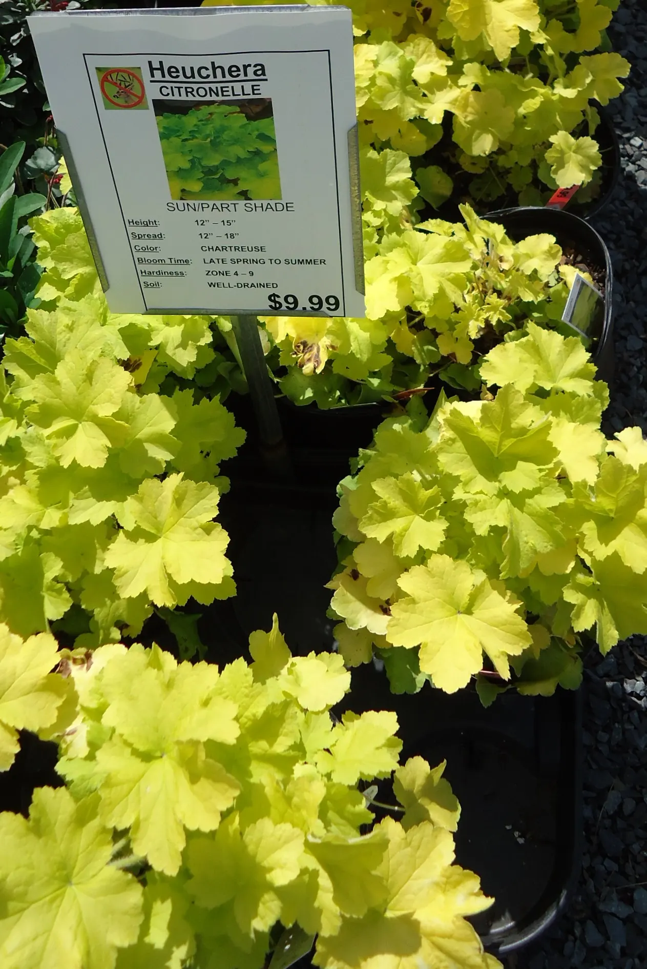Citronelle Heuchera (Heuchera 'Citronelle') — The Heuchera 'Citronelle' is a vibrant herbaceous perennial