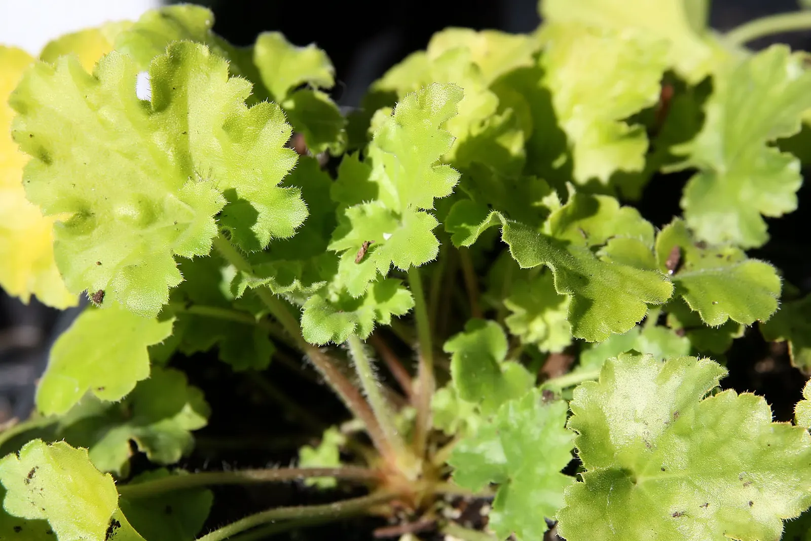 Key Lime Pie Coral Bells (Heuchera 'Key Lime Pie') — ruffled lime-green foliage reaching 8 to 12 inches in height and spreading 12 to 18 inches wide