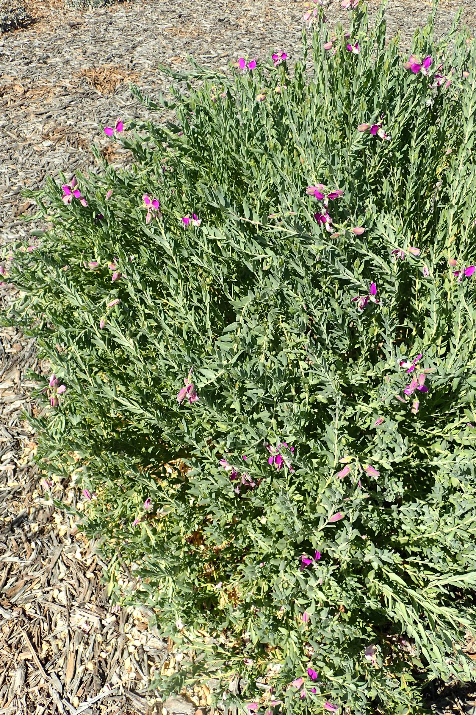 Sweet-Pea Shrub (Polygala X Dalmaisiana) — decorates landscapes with its vibrant purplish-pink flowers resembling butterfly wings