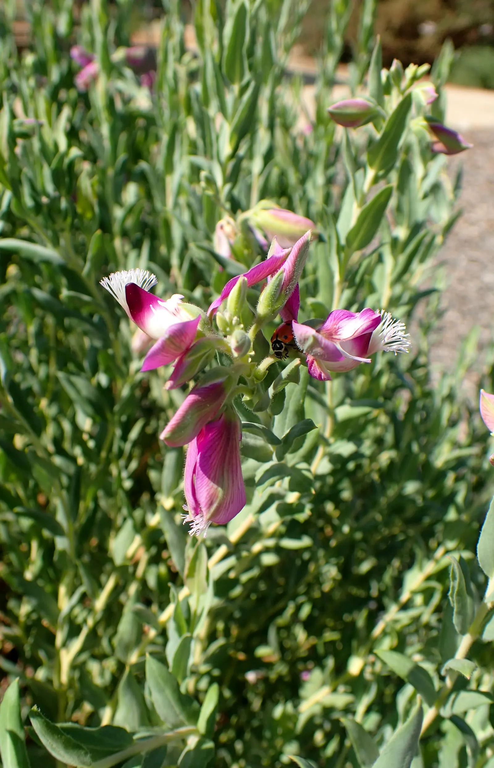 Sweet-Pea Shrub (Polygala X Dalmaisiana) — is a captivating ornamental hybrid that offers garden designers a burst of vibrant color and graceful form