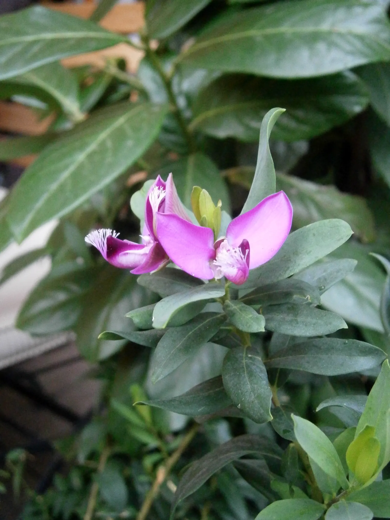 Sweet-Pea Shrub (Polygala X Dalmaisiana) — displaying an affinity for well-drained soils