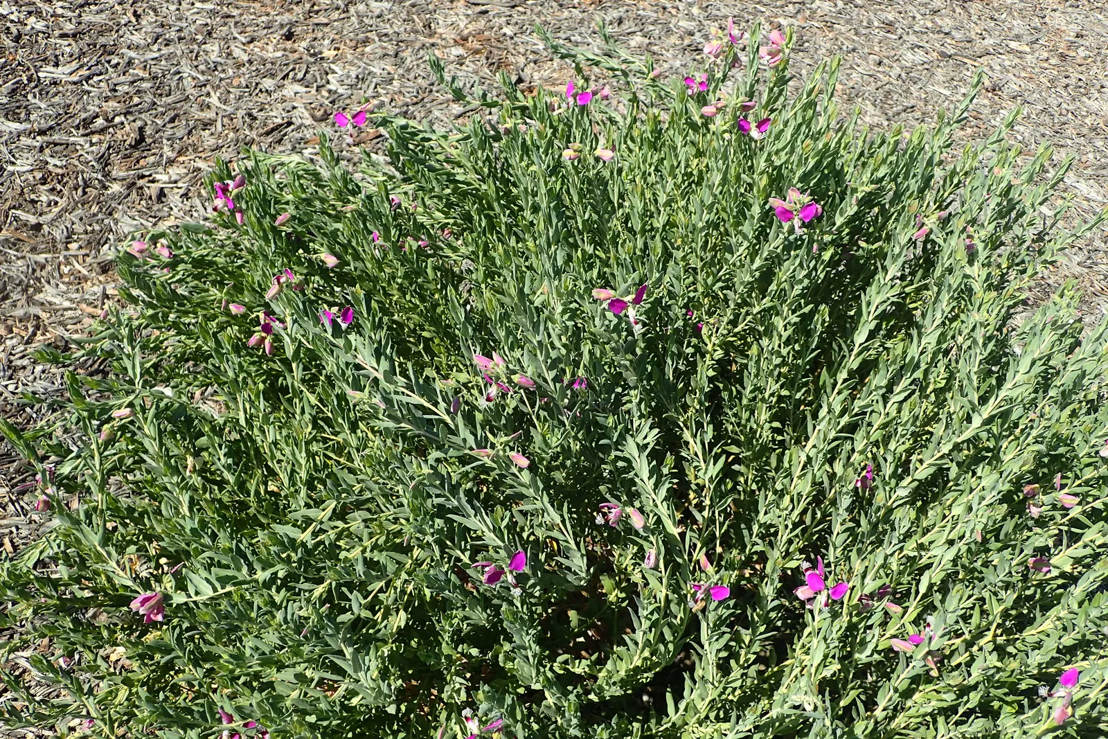 Sweet-Pea Shrub (Polygala X Dalmaisiana) — scientifically named Polygala x dalmaisiana