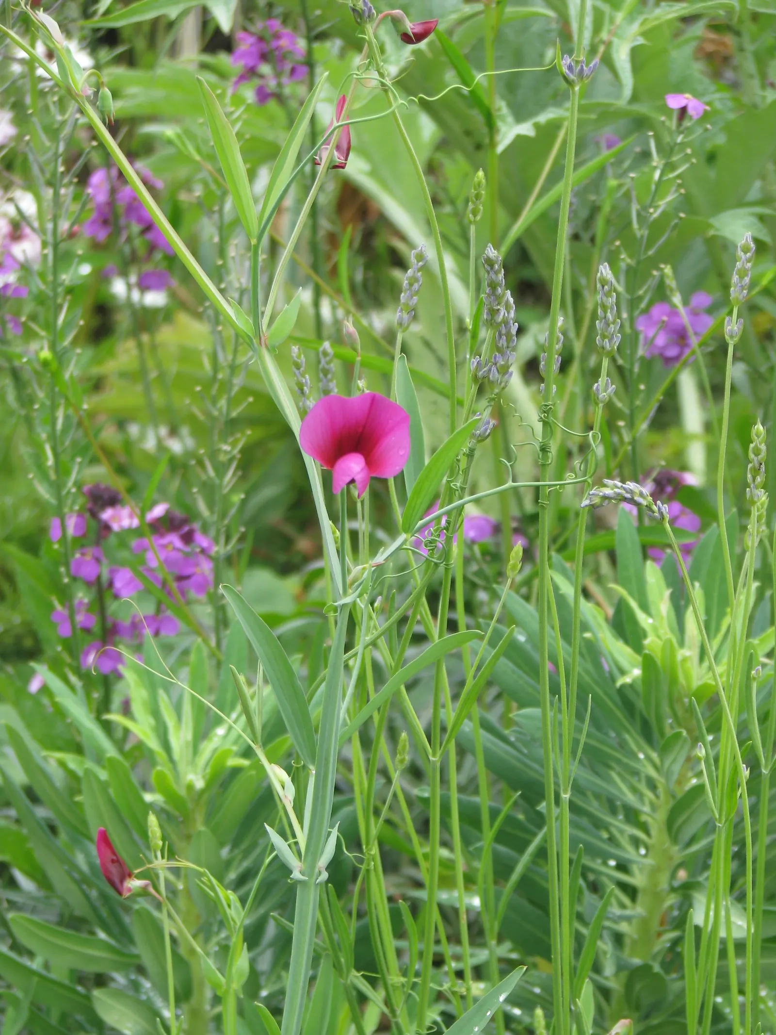 Sweet-Pea Shrub (Polygala X Dalmaisiana) — Polygala x dalmaisiana is drought-tolerant once established