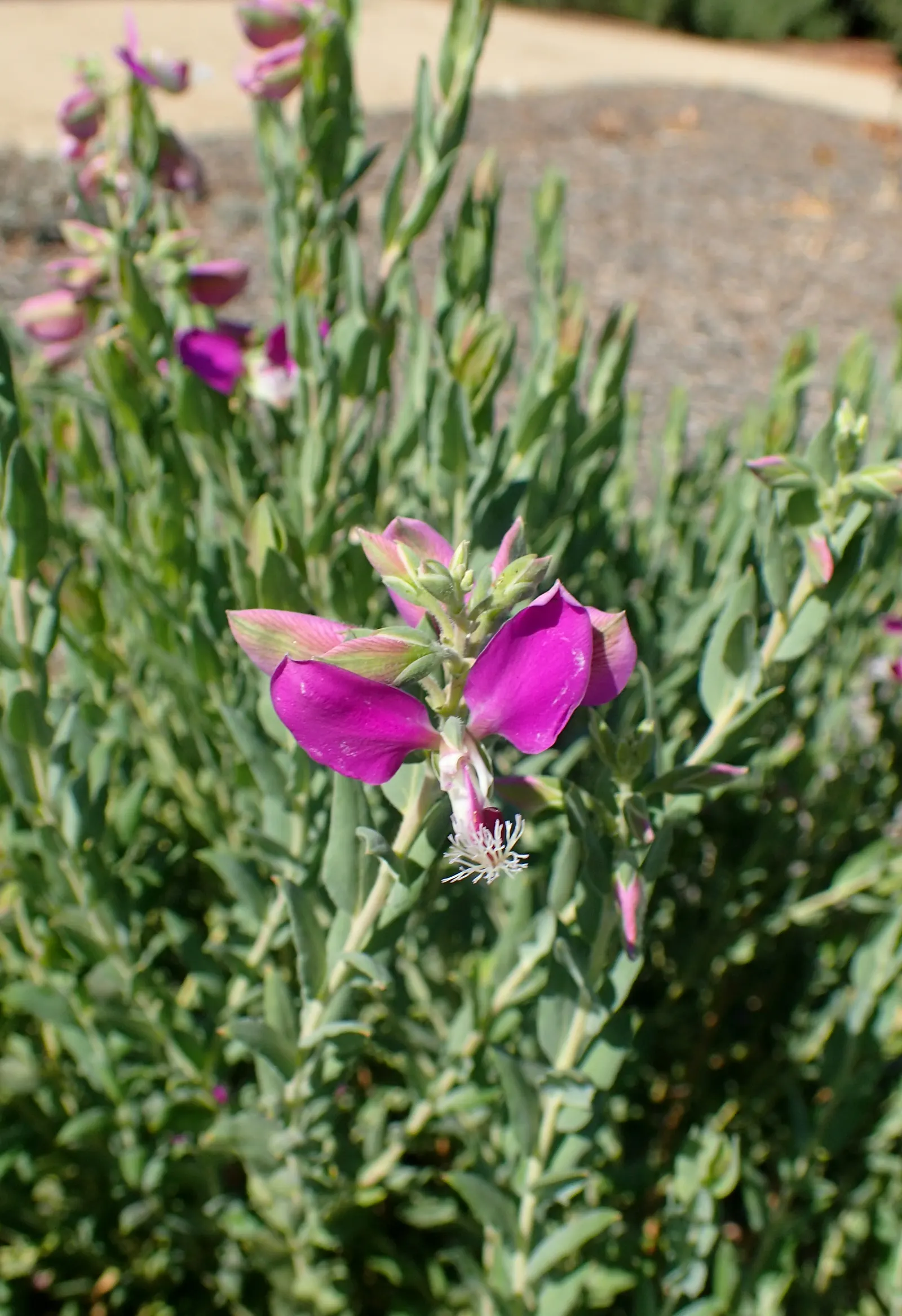Sweet-Pea Shrub (Polygala X Dalmaisiana) — making it an excellent choice for small garden nooks or as part of a mixed border.<br><br>For optimal growth