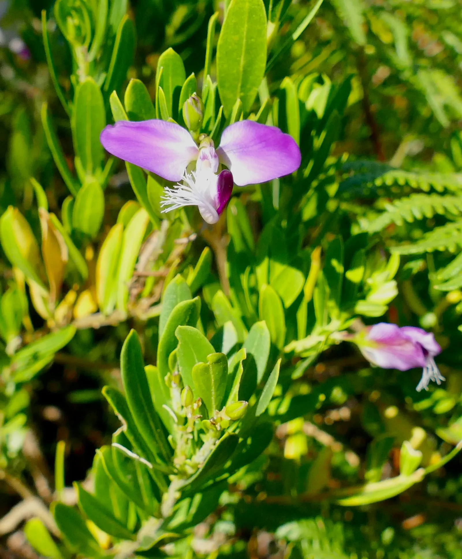 Sweet-Pea Shrub (Polygala X Dalmaisiana) — often enveloping the shrub from late winter into fall