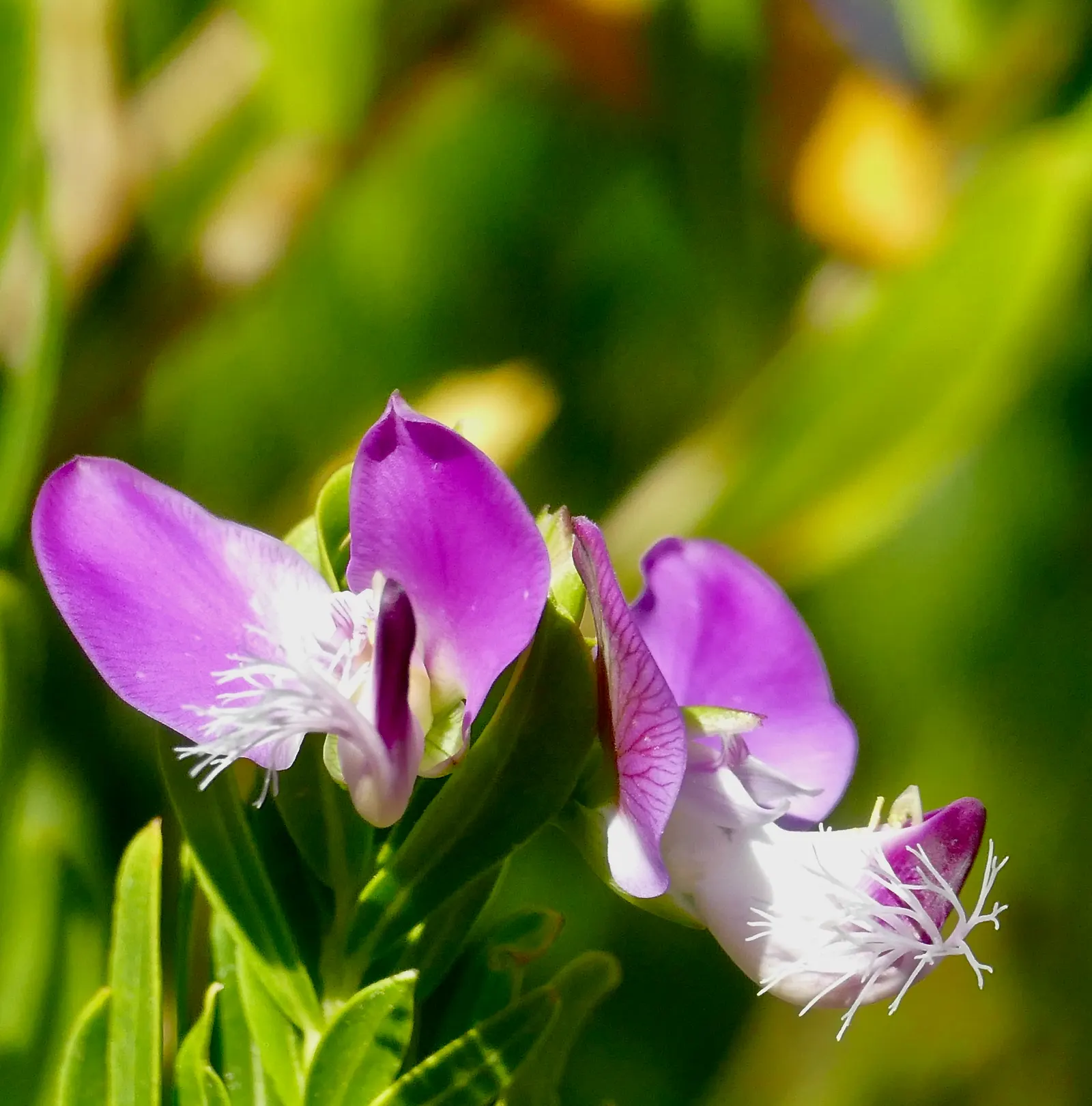 Sweet-Pea Shrub (Polygala X Dalmaisiana) — providing a permanent backdrop for its standout feature: the magenta to purple-hued