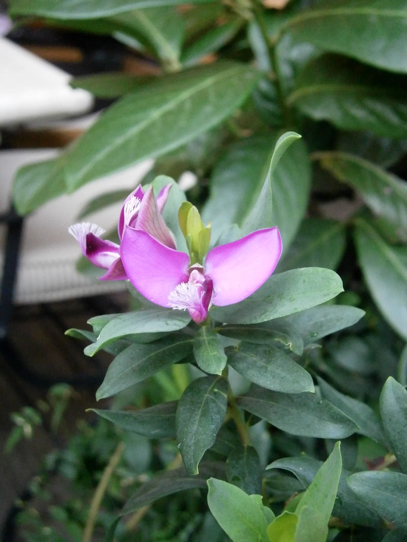 Sweet-Pea Shrub (Polygala X Dalmaisiana) — Its foliage remains luscious and green throughout the year