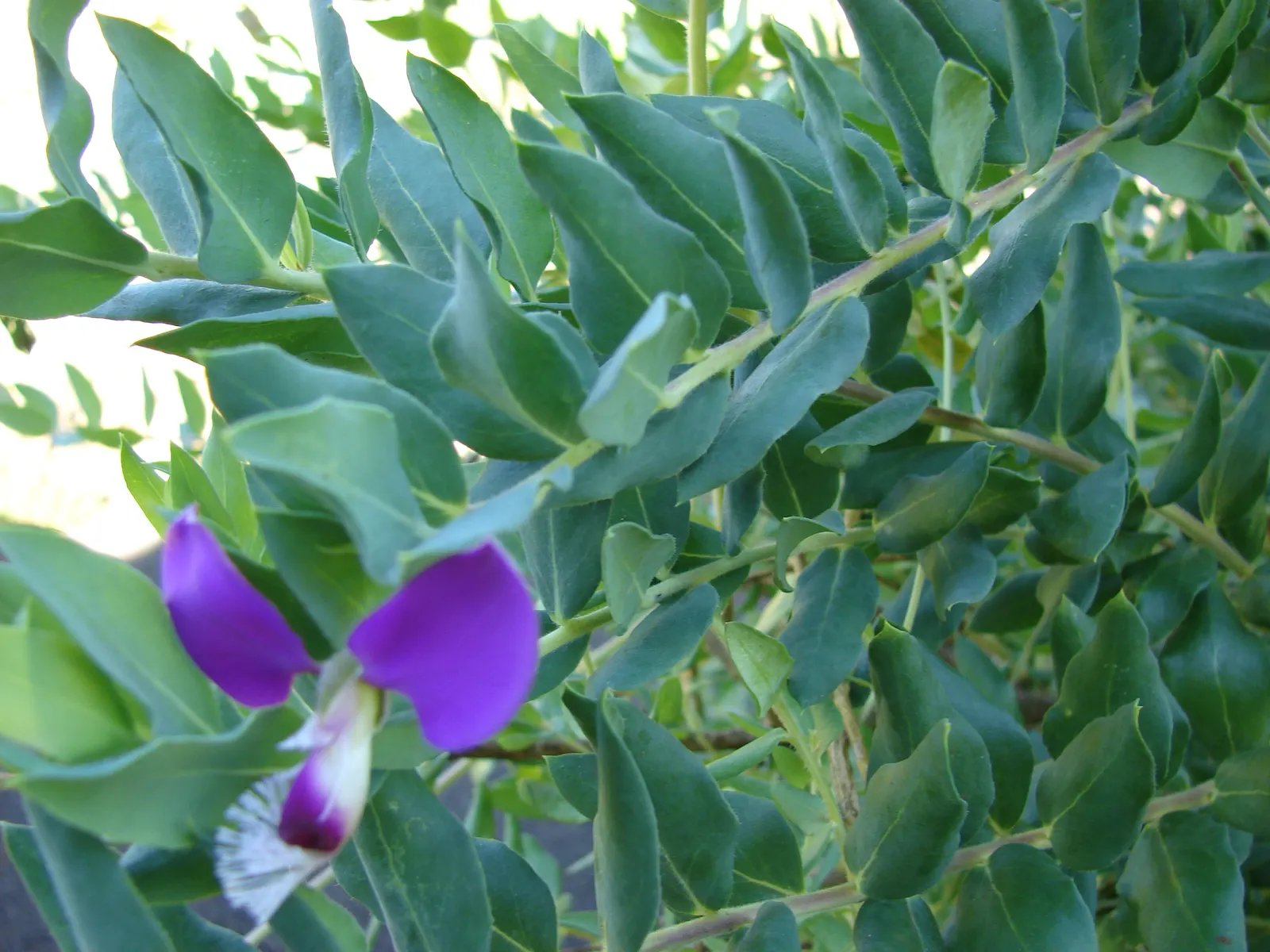 Sweet-Pea Shrub (Polygala X Dalmaisiana) — Drought tolerant once established