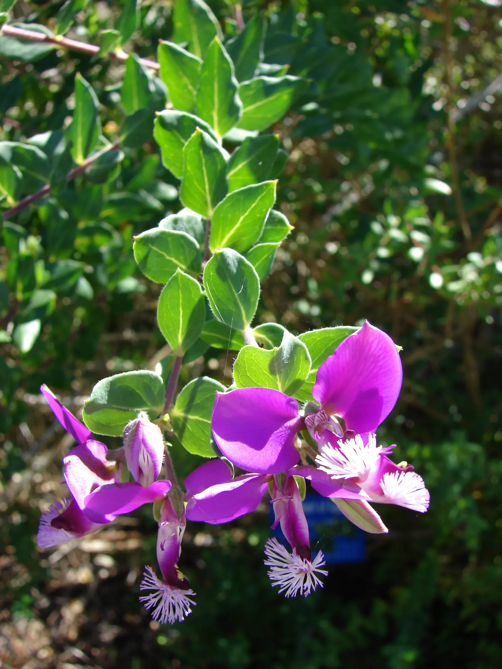 Sweet-Pea Shrub (Polygala X Dalmaisiana) — the Sweet-Pea Shrub thrives in full sun to partial shade