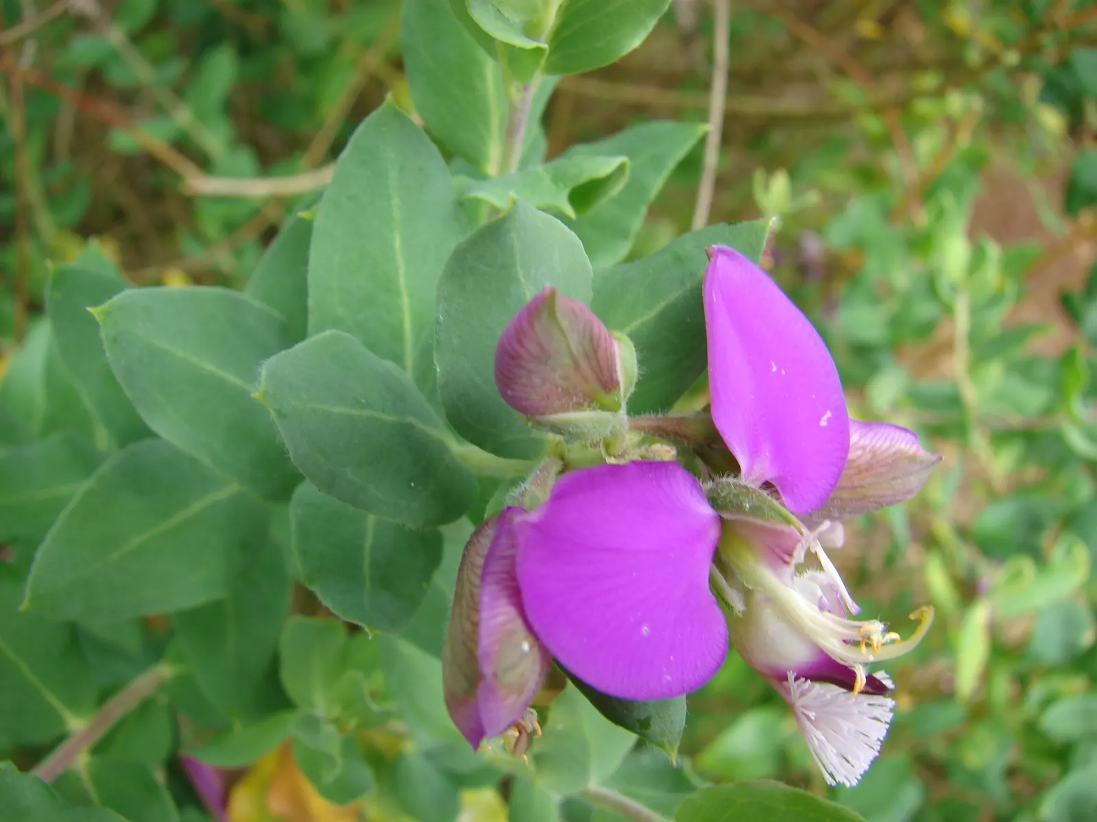 Sweet-Pea Shrub (Polygala X Dalmaisiana) — it requires minimal maintenance
