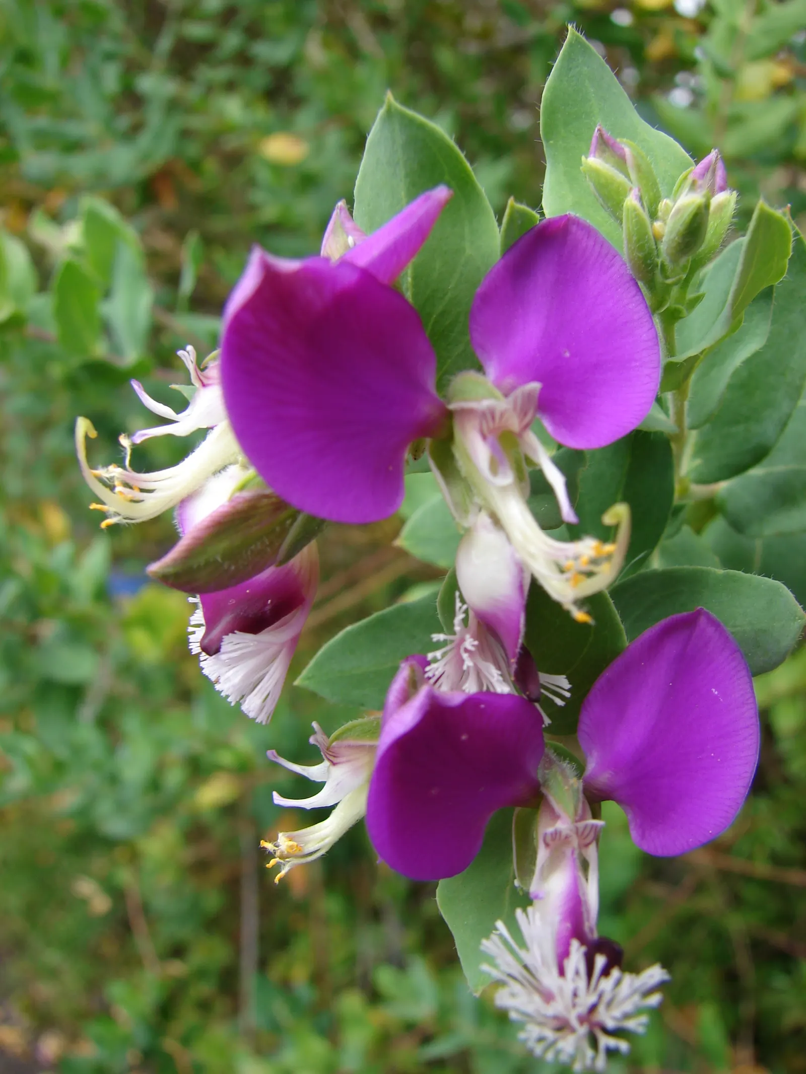 Sweet-Pea Shrub (Polygala X Dalmaisiana) — This evergreen perennial boasts year-round interest, reaching 3-5 feet in height and spread