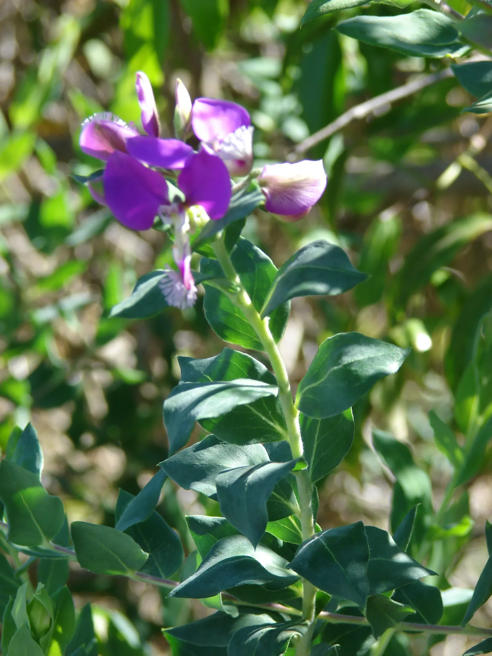 Sweet-Pea Shrub (Polygala X Dalmaisiana) — requiring little pruning to maintain its neat