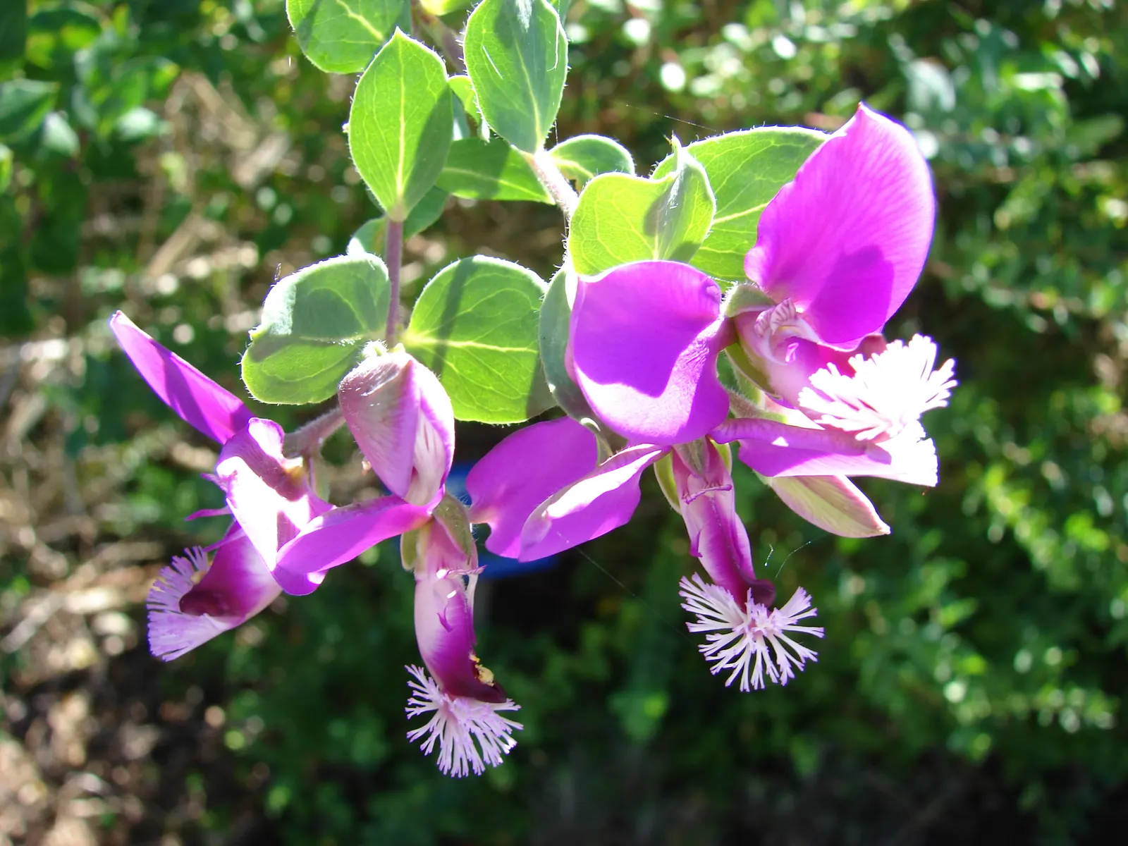 Sweet-Pea Shrub (Polygala X Dalmaisiana) — It's also relatively low-maintenance