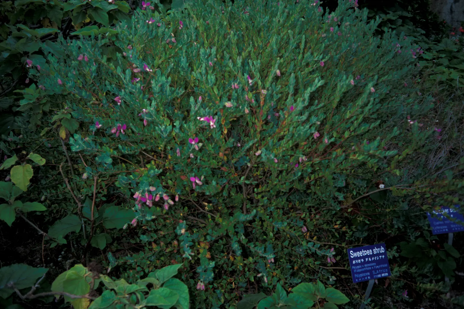 Sweet-Pea Shrub (Polygala X Dalmaisiana) — this charming addition promises both aesthetic appeal and ease of care