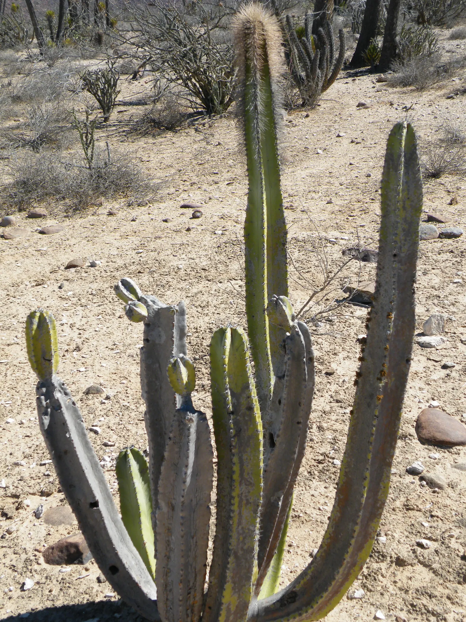Senita Cactus (Pachycereus schottii) — is a columnar species reaching up to 15 feet tall