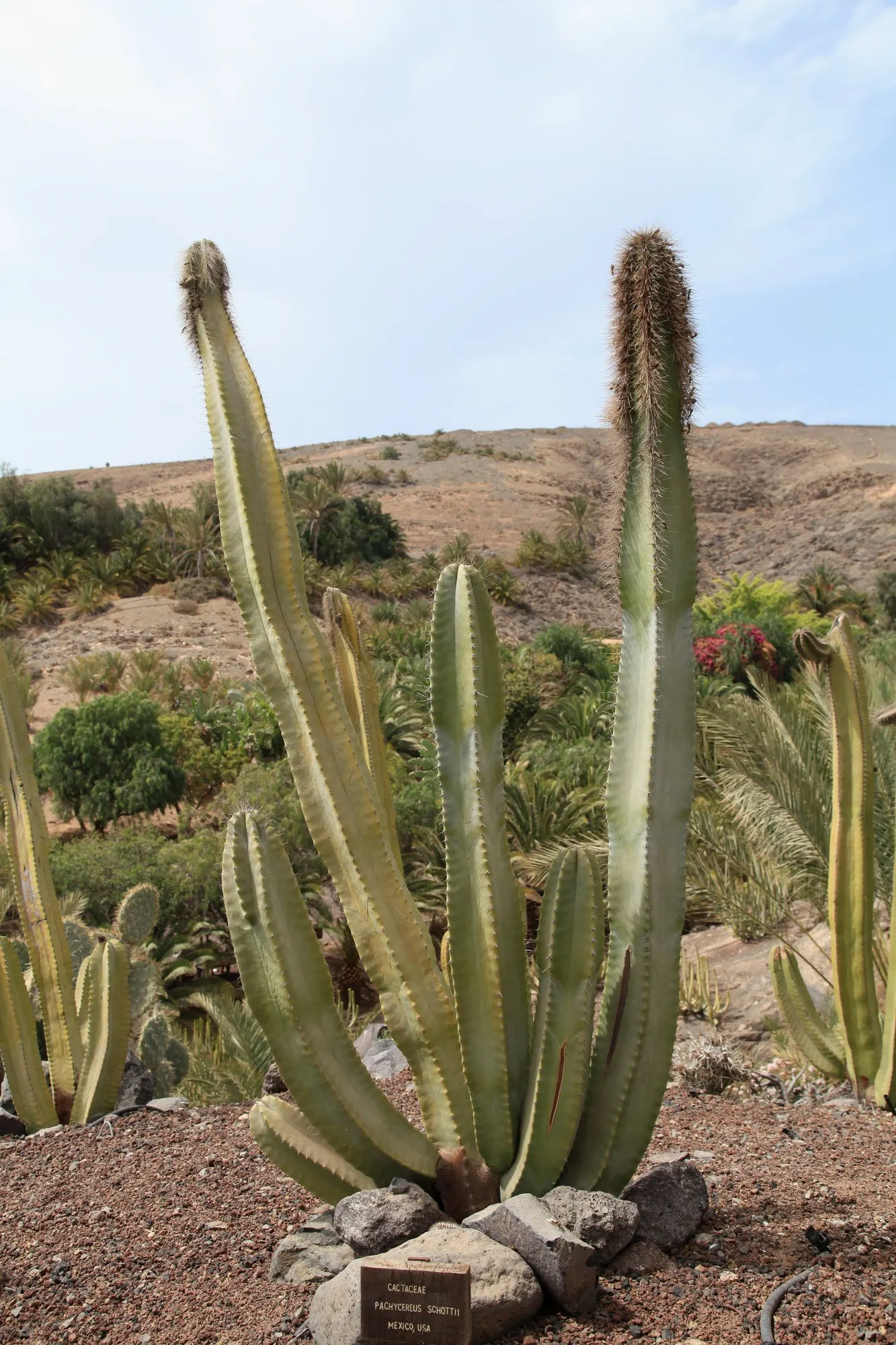 Senita Cactus (Pachycereus schottii) — This columnar cactus typically achieves heights ranging from 12 to 15 feet