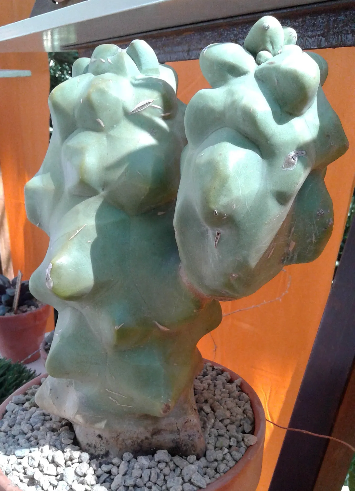 Senita Cactus (Pachycereus schottii) — offering a sculptural and vertical element to gardens
