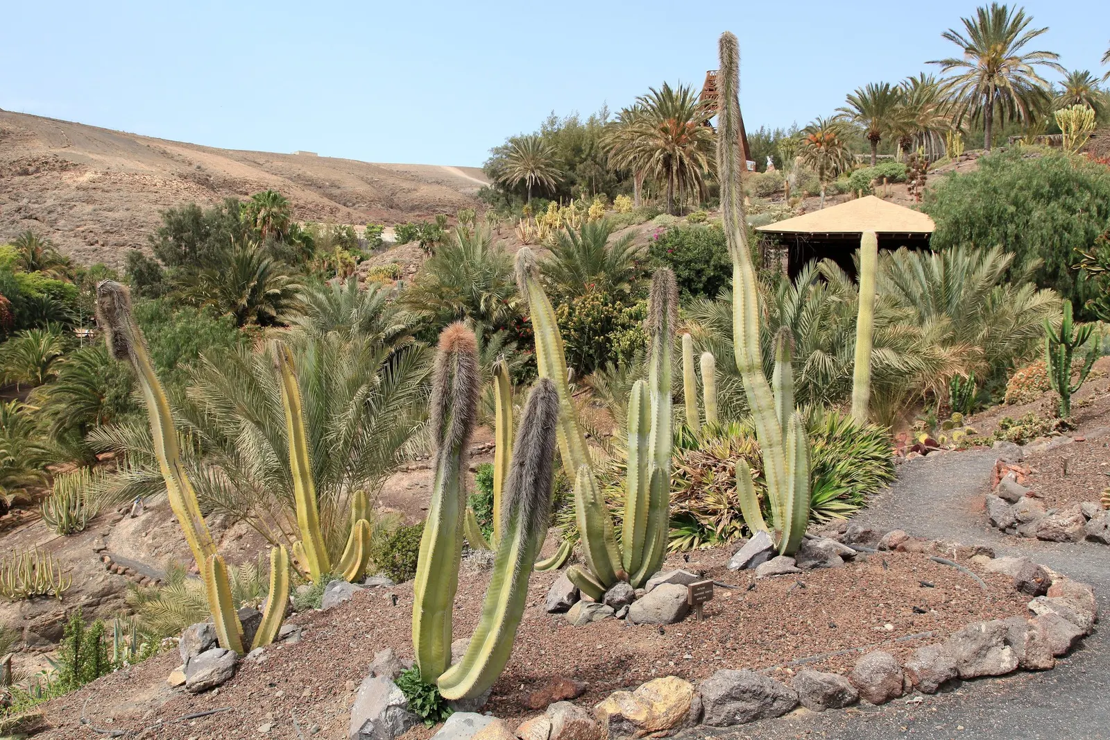 Senita Cactus (Pachycereus schottii) — is a notable species for arid landscape design