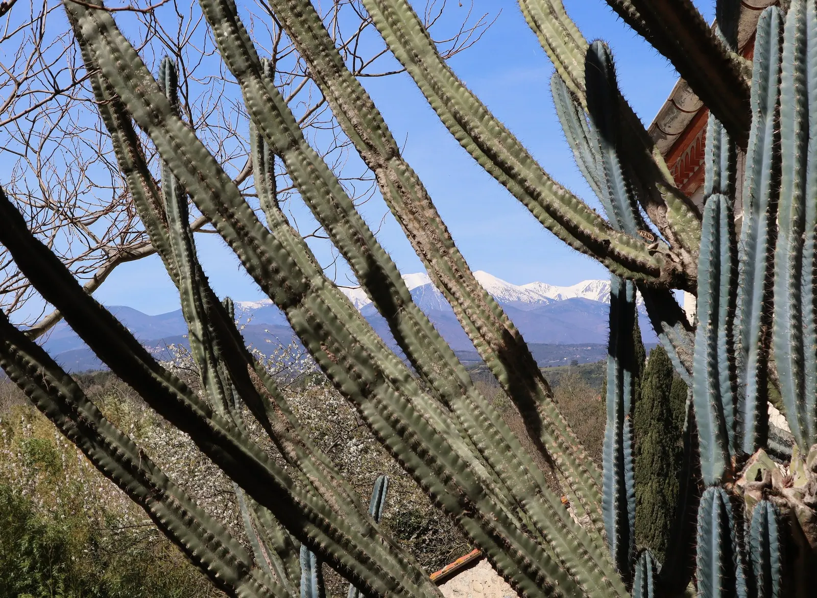 Senita Cactus (Pachycereus schottii) — preferring full sun and well-drained soil