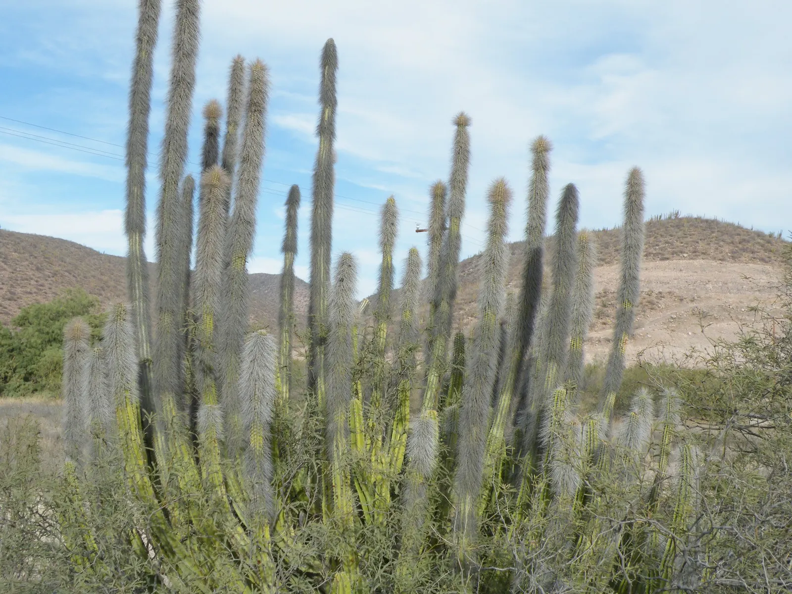 Senita Cactus (Pachycereus schottii) — with a spread of approximately 6 to 8 feet when mature