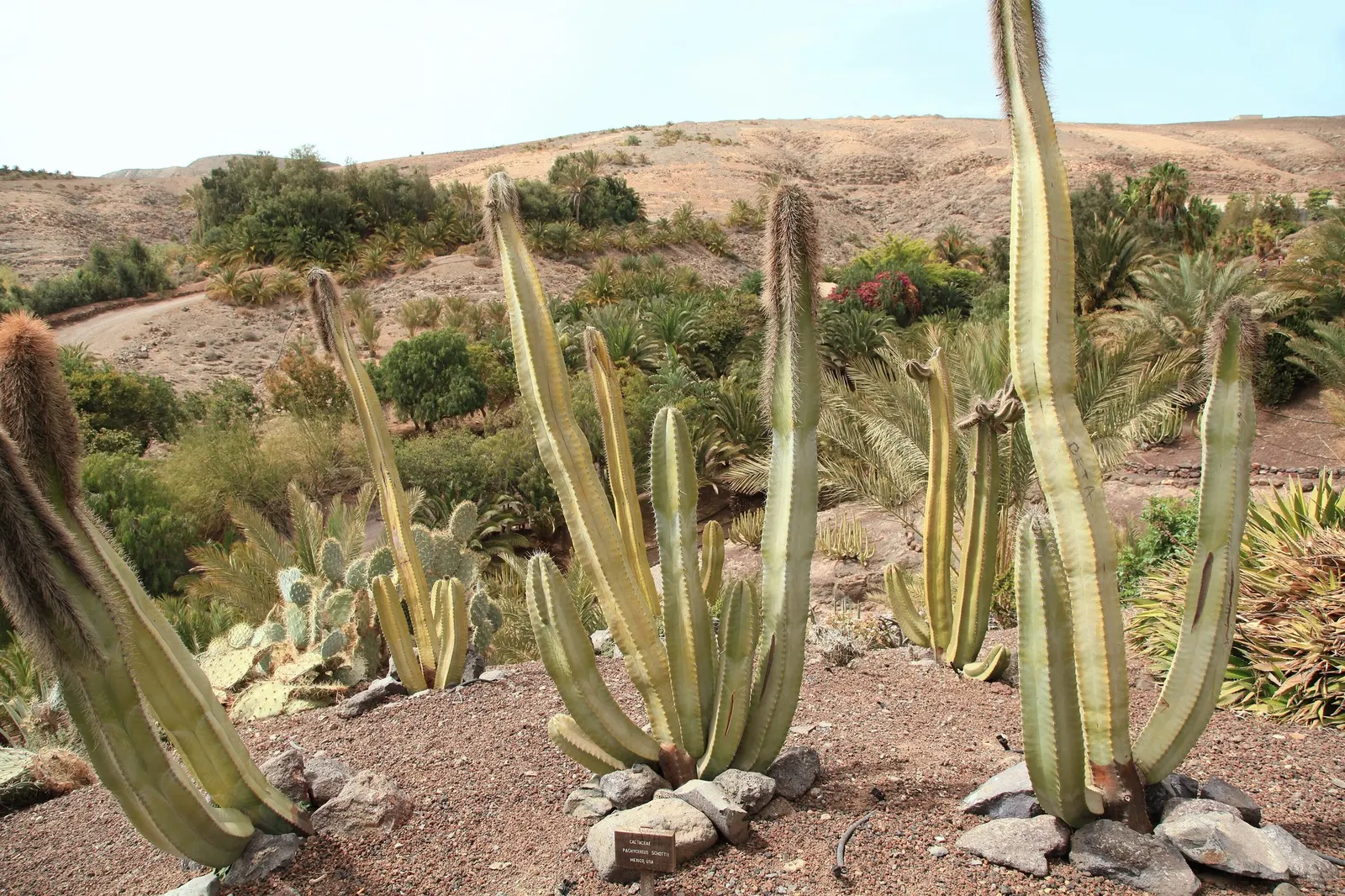 Senita Cactus (Pachycereus schottii) — scientifically referred to as Pachycereus schottii