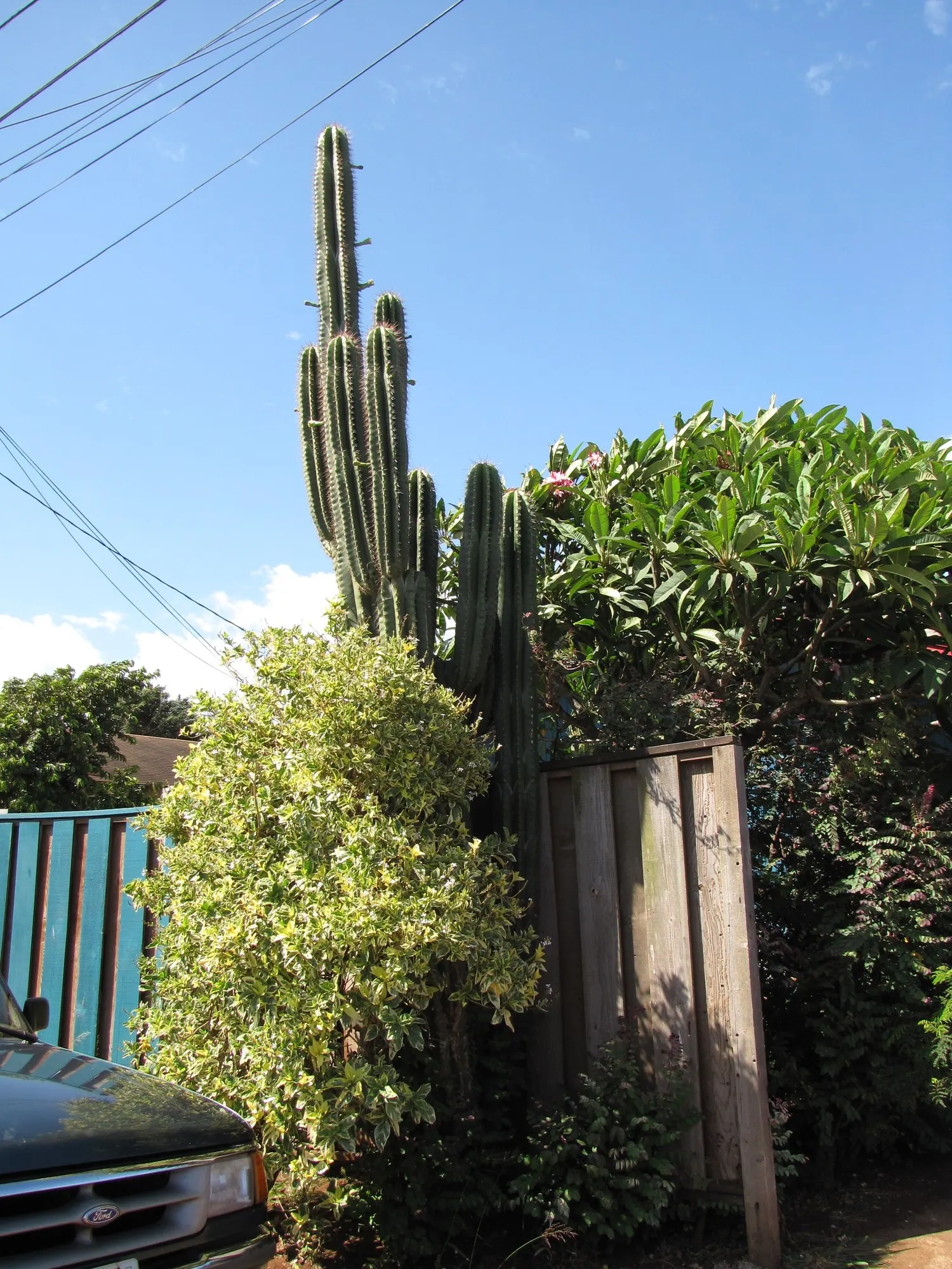 Senita Cactus (Pachycereus schottii) — It's characterized by multiple upright stems which can number anywhere from a few to dozens