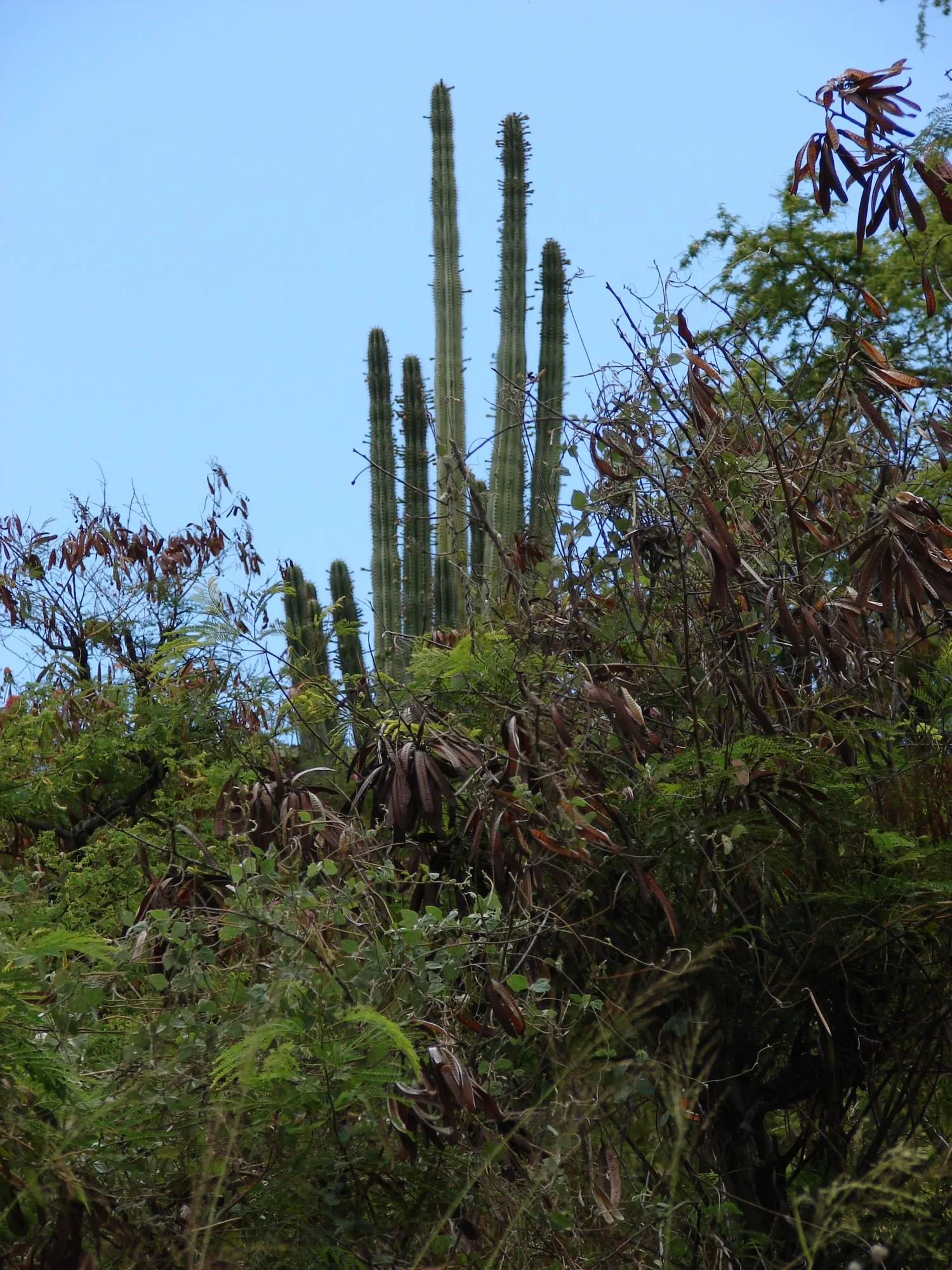 Senita Cactus (Pachycereus schottii) — thrives in arid conditions