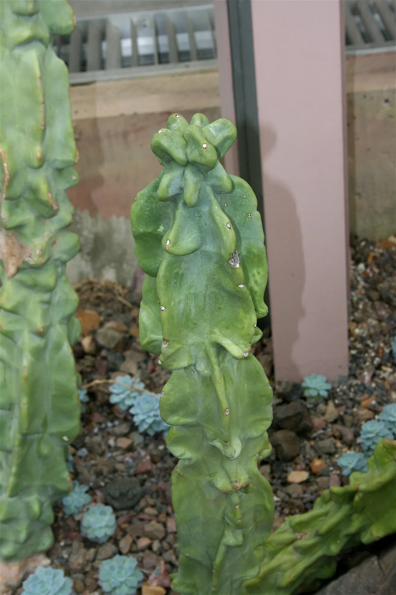 Senita Cactus (Pachycereus schottii) — It is ideal for xeriscapes and accents in rock gardens