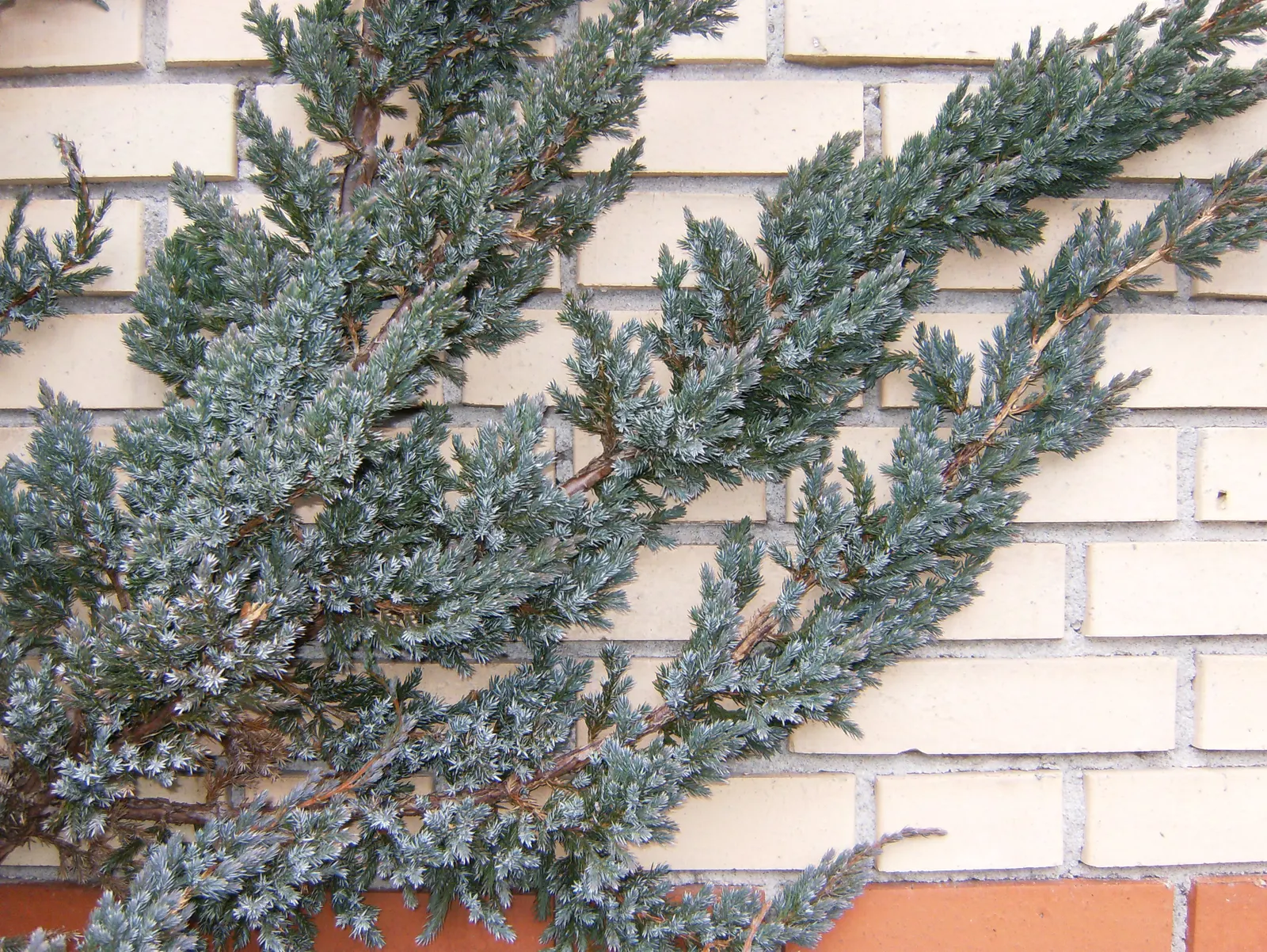 Myer Flaky Juniper (Juniperus Squamata 'Meyeri') — It has a striking, fountain-like growth habit, reaching 4-6 feet in height and spreading 5-8 feet wide