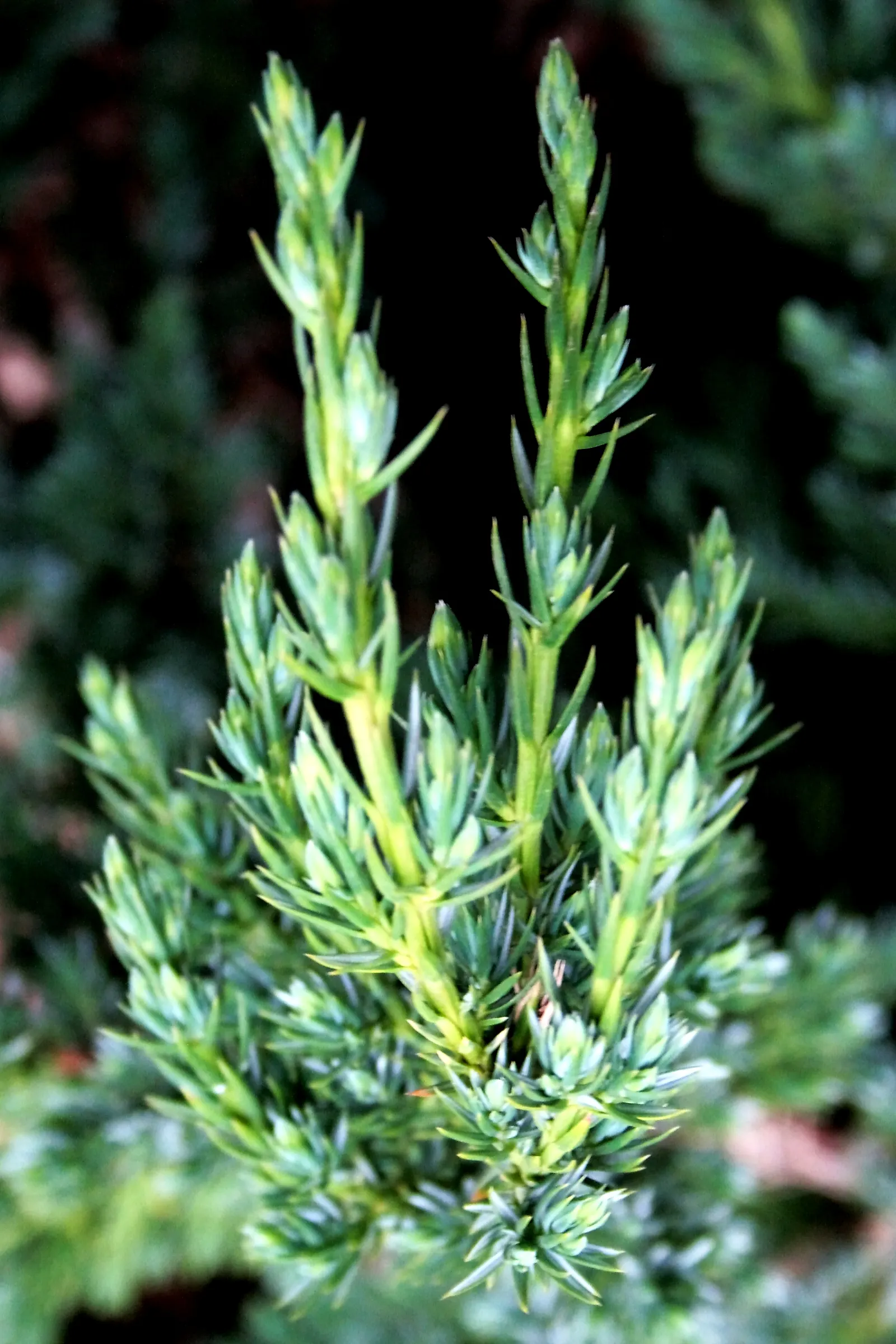 Myer Flaky Juniper (Juniperus Squamata 'Meyeri') — is a durable conifer featuring silvery-blue