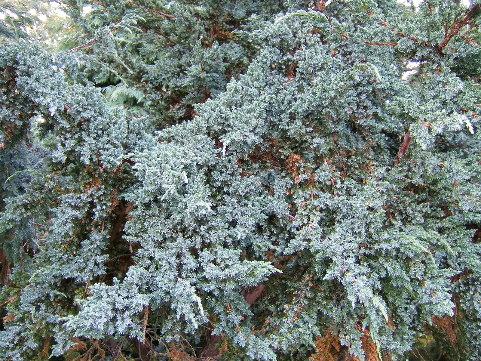 Myer Flaky Juniper (Juniperus Squamata 'Meyeri') — This low-maintenance evergreen offers year-round interest, tolerating poor soils and drought once established