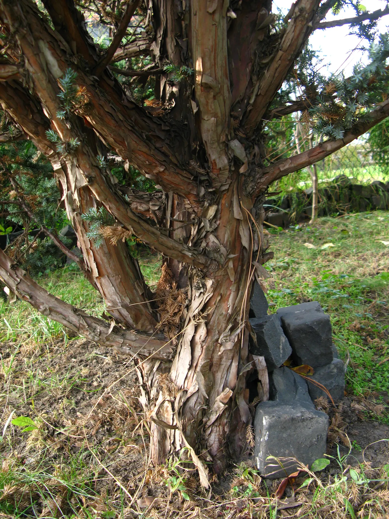 Myer Flaky Juniper (Juniperus Squamata 'Meyeri') — Ideal for mass plantings or rock gardens