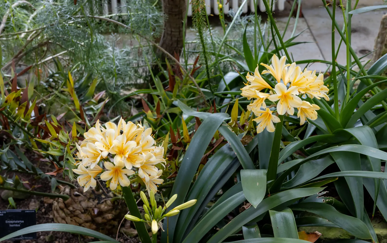 Lily-Of -The-Valley Shrub (Pieris Japonica 'Chris&trade;as Cheer') — Excellent for foundation plantings or woodland gardens; providing year-round interest with
