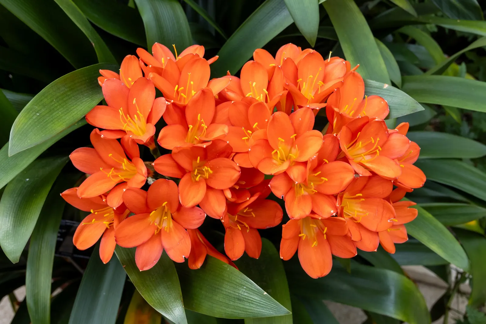 Lily-Of -The-Valley Shrub (Pieris Japonica 'Chris&trade;as Cheer') — For optimal health and flowering
