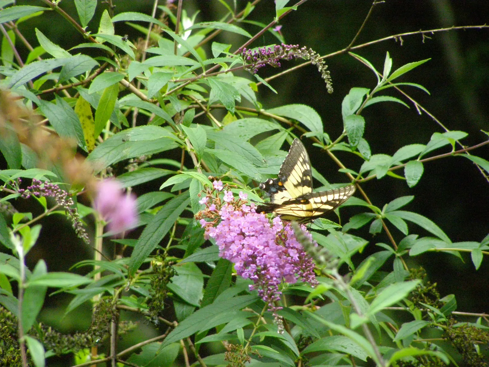 Lily-Of -The-Valley Shrub (Pieris Japonica 'Chris&trade;as Cheer') — pink-tinged white flowers in early spring
