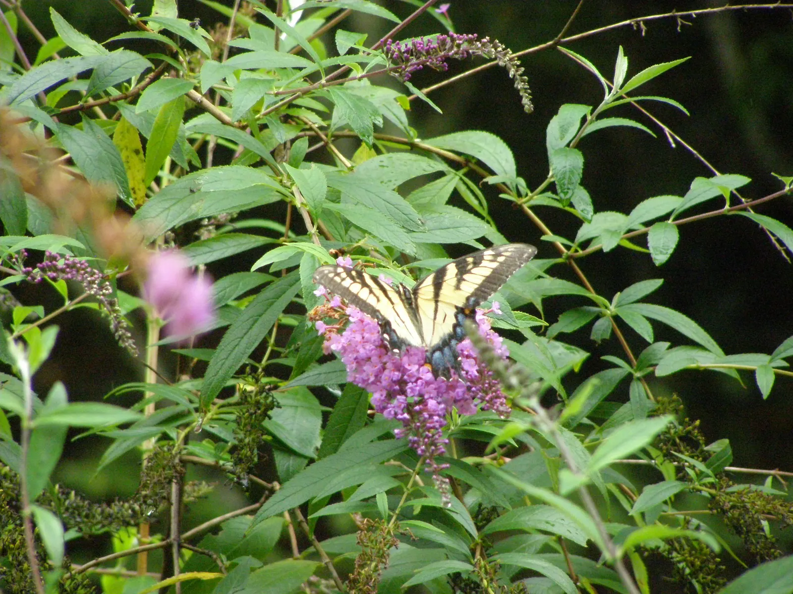 Lily-Of -The-Valley Shrub (Pieris Japonica 'Chris&trade;as Cheer') — This cultivar is known for its hardiness and compact size