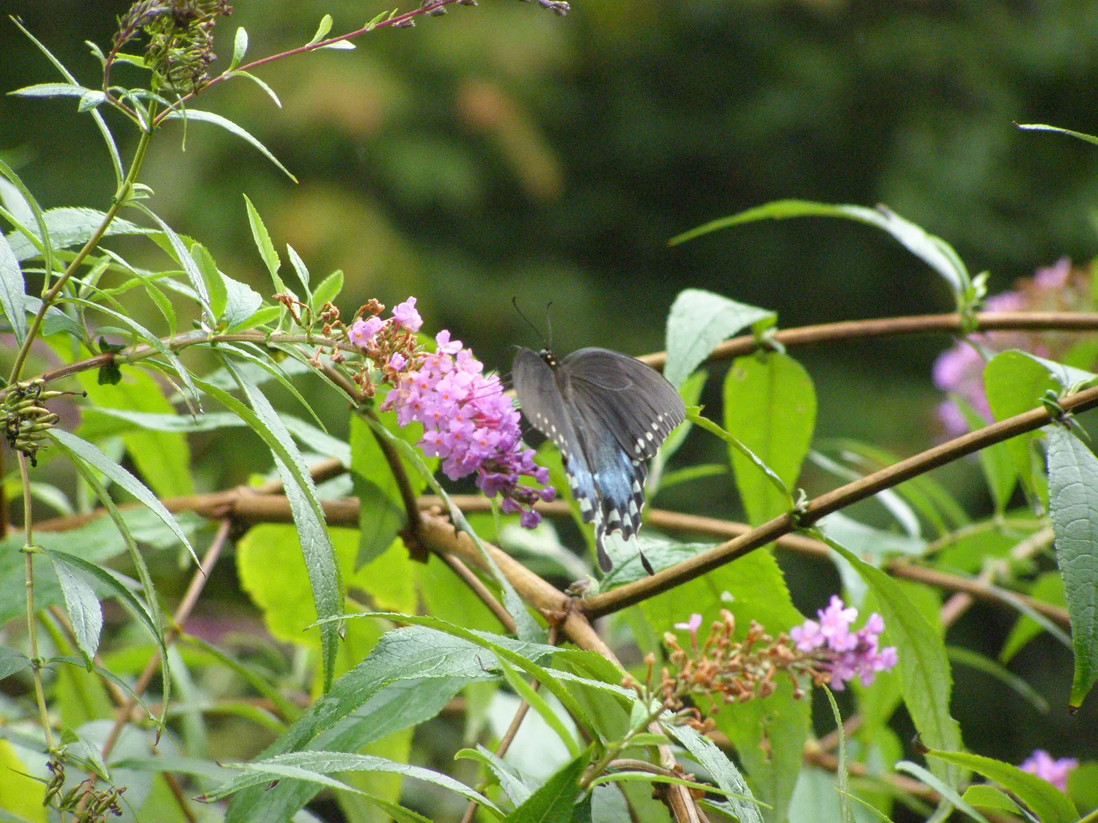 Lily-Of -The-Valley Shrub (Pieris Japonica 'Chris&trade;as Cheer') — Prefers partial shade and acidic, well-drained soil