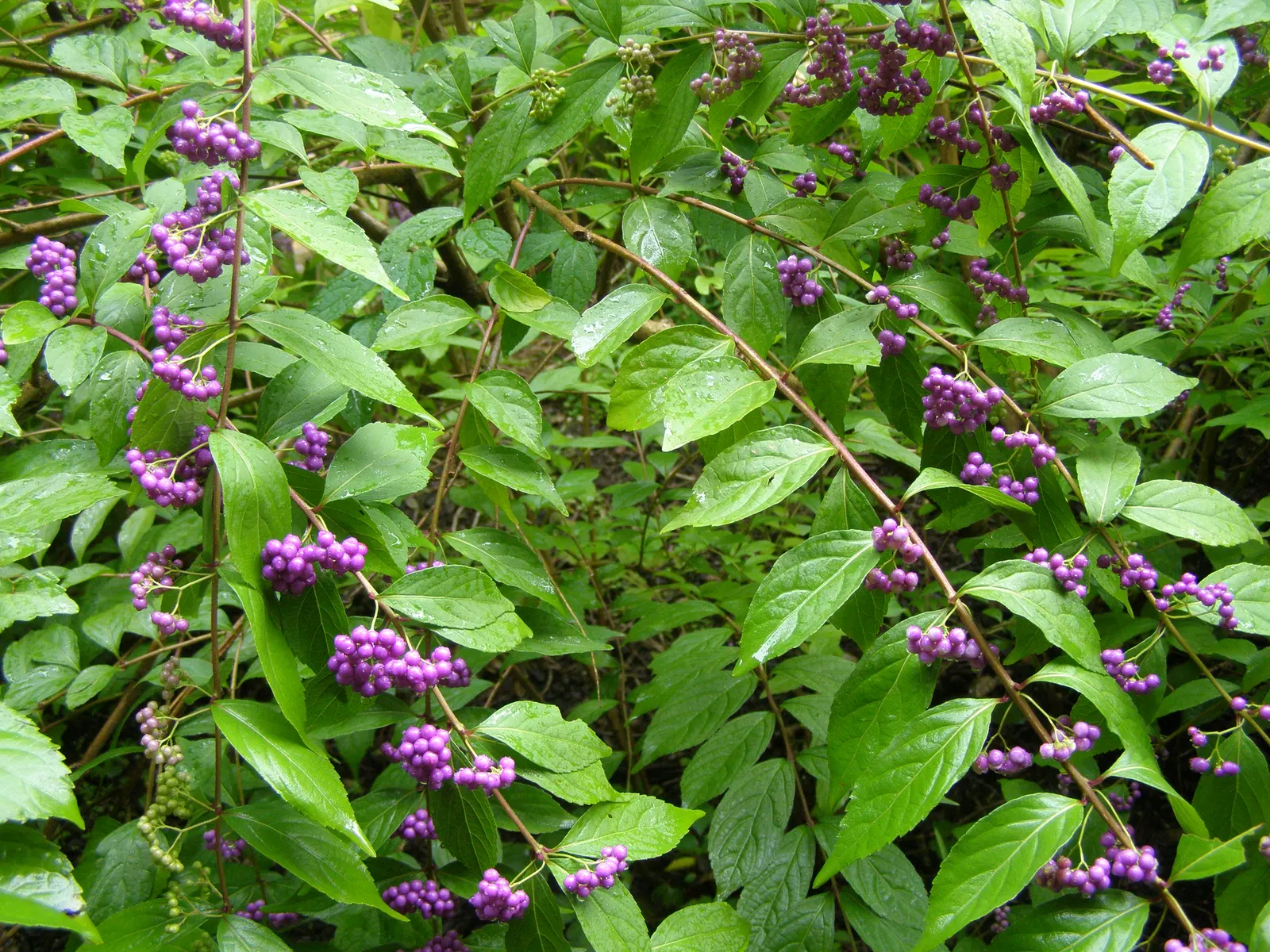 Lily-Of -The-Valley Shrub (Pieris Japonica 'Chris&trade;as Cheer') — making it quite manageable for medium-sized gardens