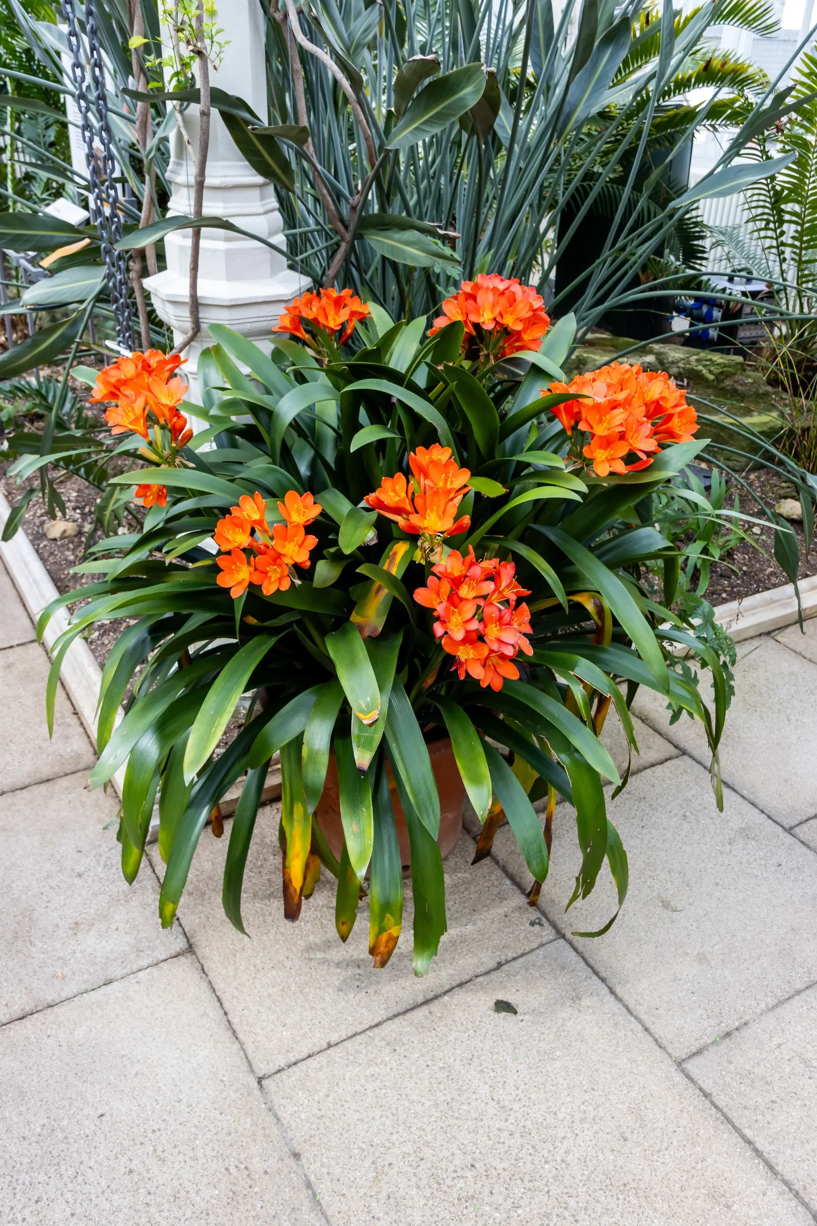 Lily-Of -The-Valley Shrub (Pieris Japonica 'Chris&trade;as Cheer') — This shrub requires regular watering, especially during extended dry periods