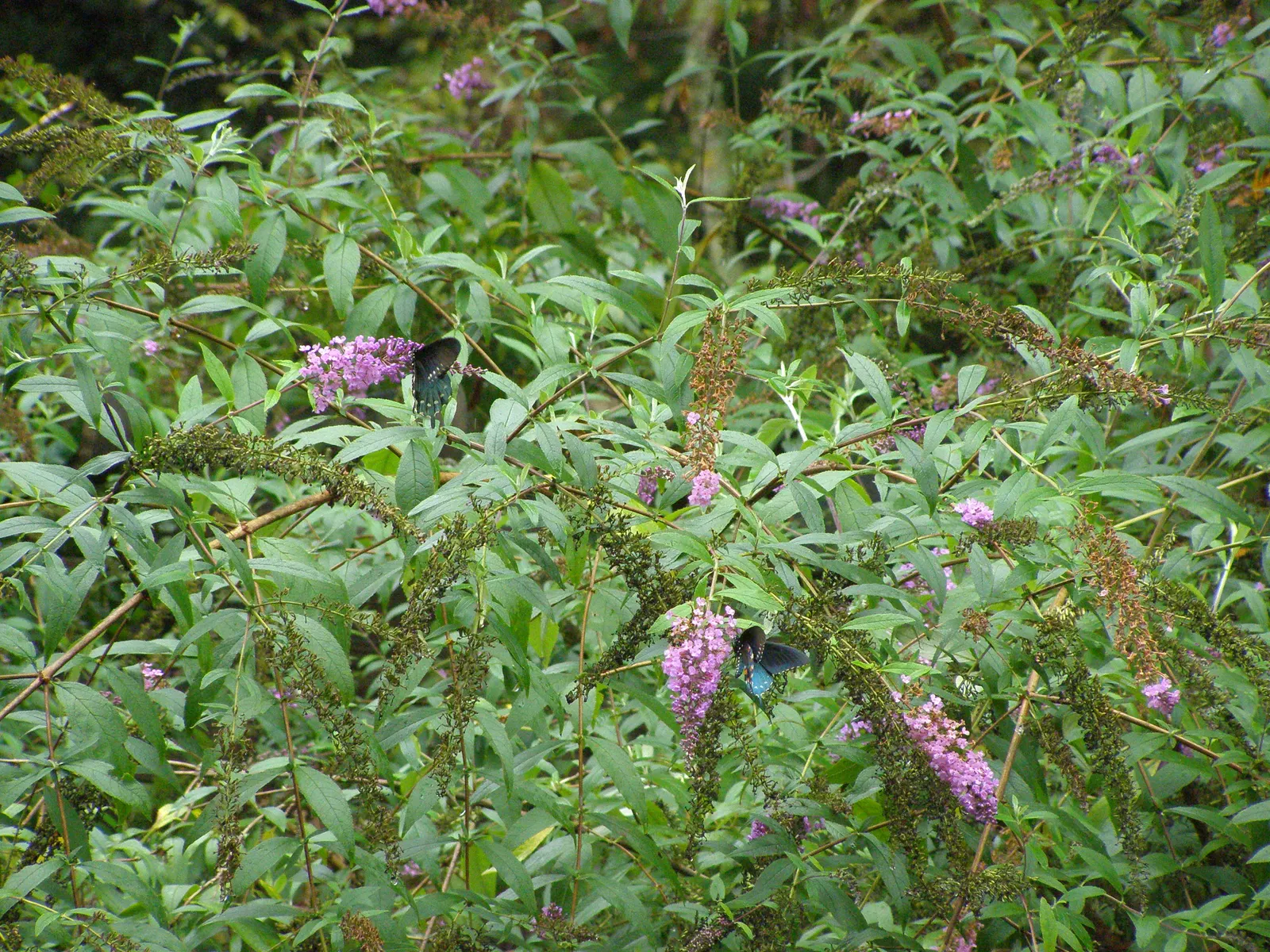 Lily-Of -The-Valley Shrub (Pieris Japonica 'Chris&trade;as Cheer') — making it as beneficial to the local ecosystem as it is beautiful