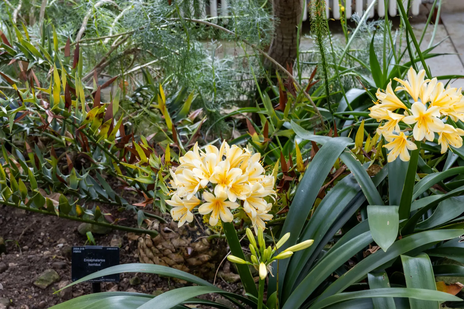 Lily-Of -The-Valley Shrub (Pieris Japonica 'Chris&trade;as Cheer') — Excellent for foundation plantings or woodland gardens