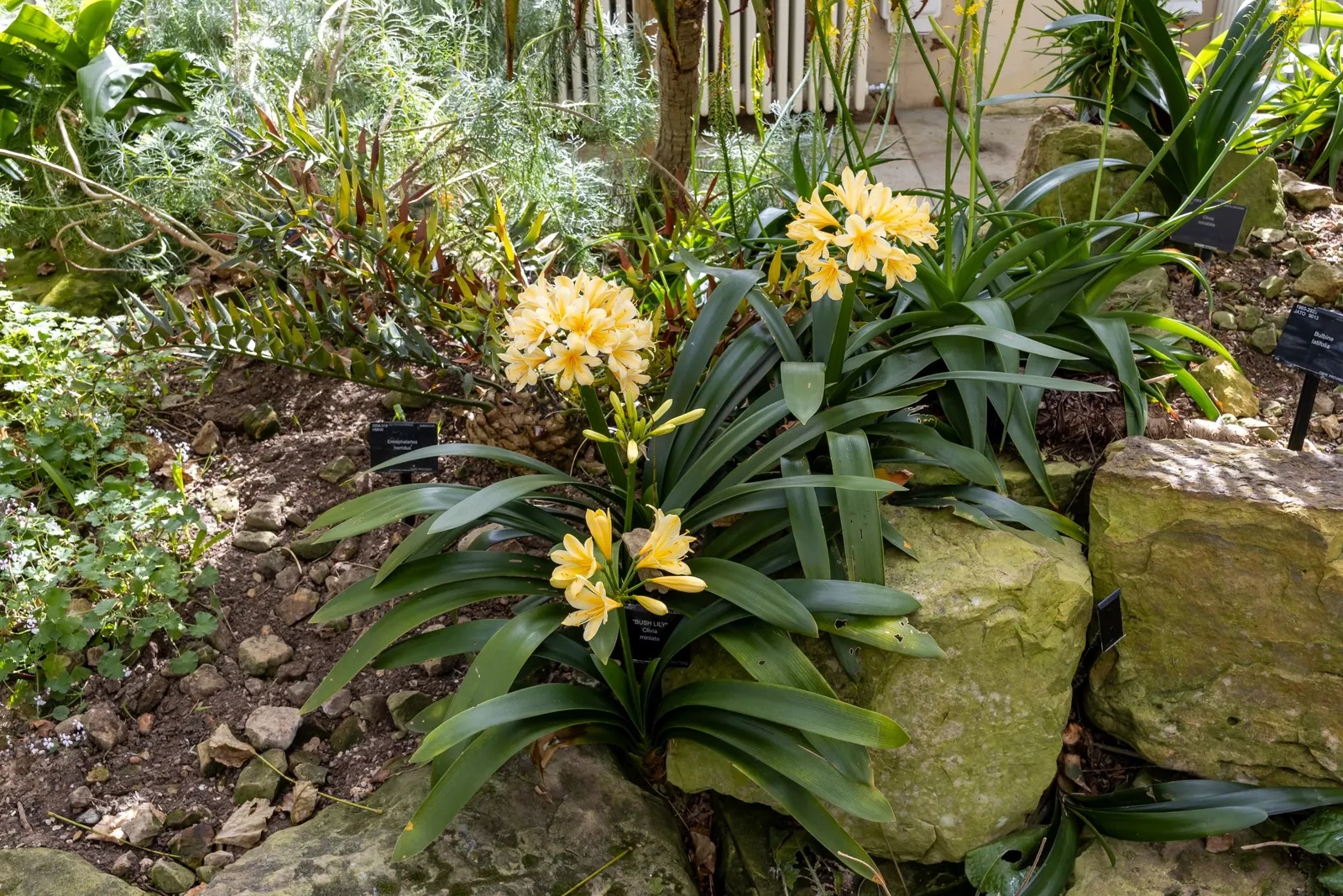 Lily-Of -The-Valley Shrub (Pieris Japonica 'Chris&trade;as Cheer') — broadleaf evergreen / shrub with white blooms