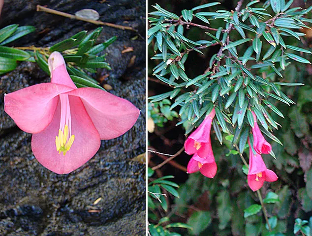 Lily-Of -The-Valley Shrub (Pieris Japonica 'Chris&trade;as Cheer') — Typically reaches 4-6 feet in height and spread; consider planting it alongside