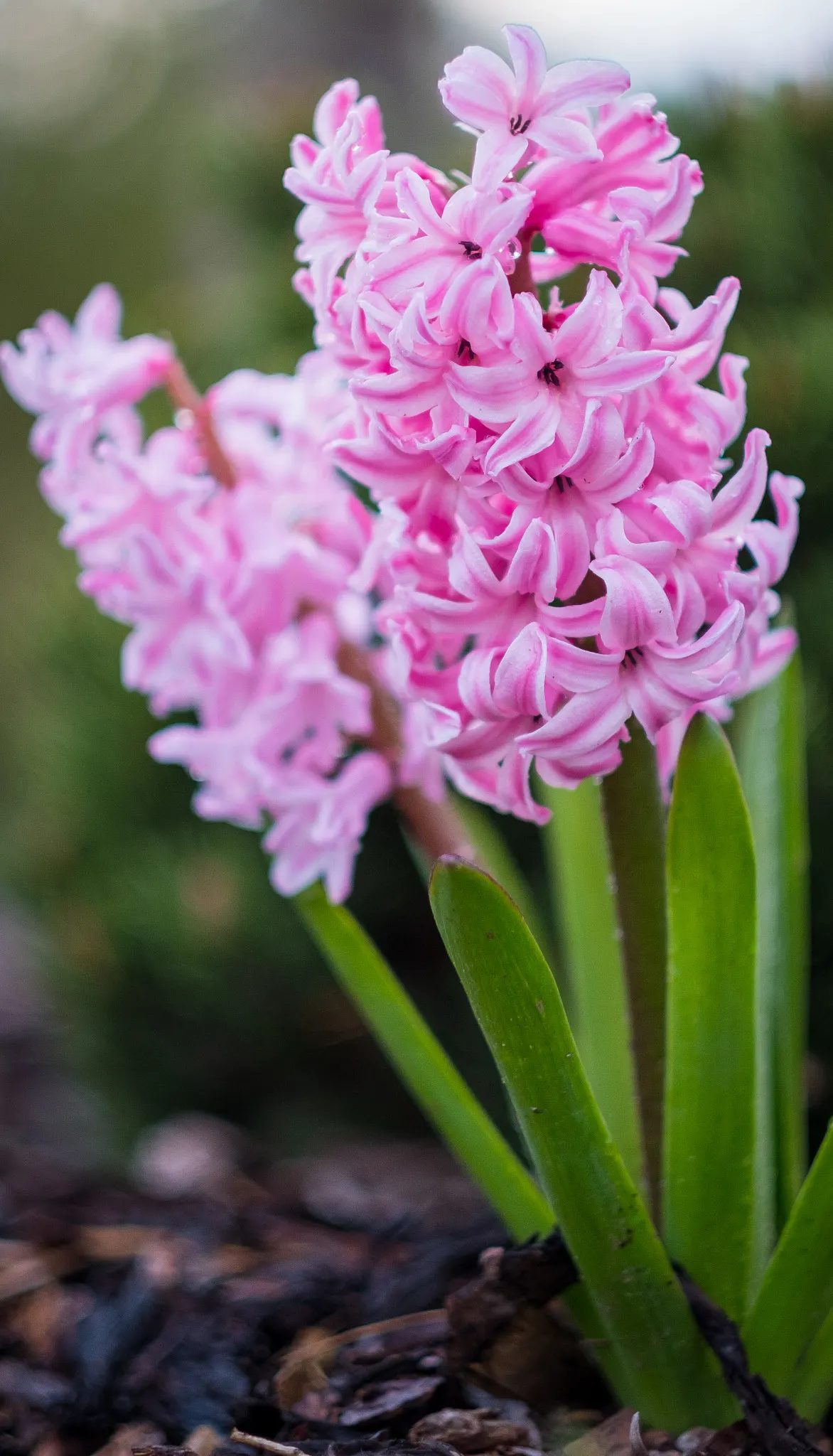 Lily-Of -The-Valley Shrub (Pieris Japonica 'Chris&trade;as Cheer') — and their early appearance lends a cheerful note to the garden