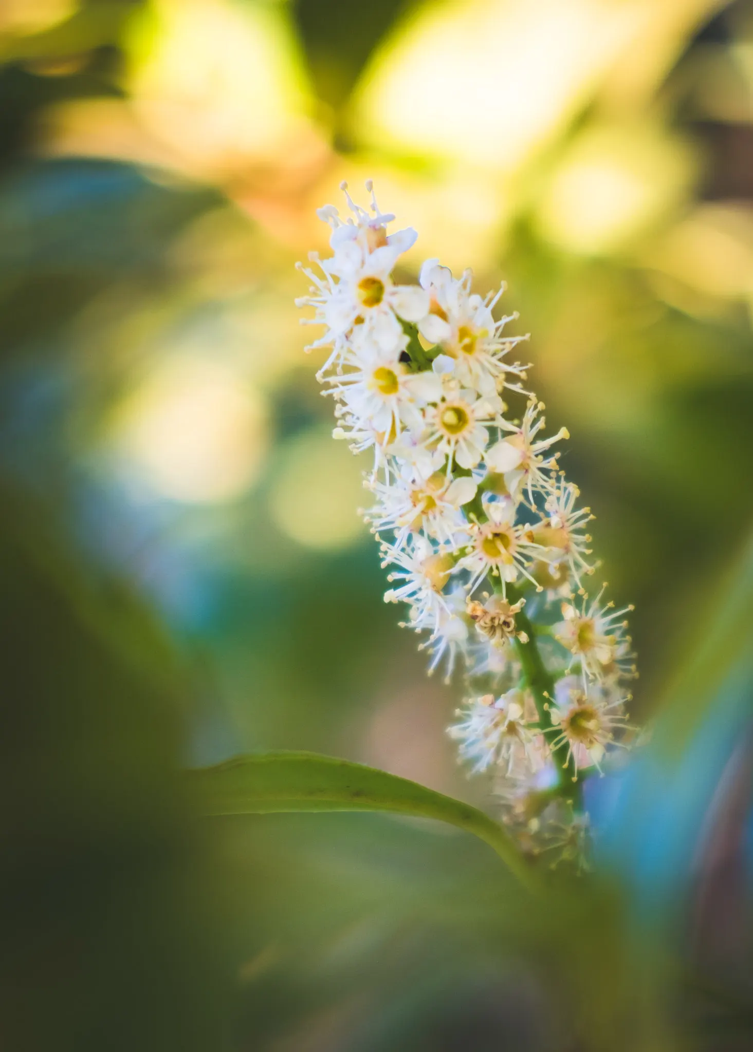Lily-Of -The-Valley Shrub (Pieris Japonica 'Chris&trade;as Cheer') — mimicking its native woodland habitats