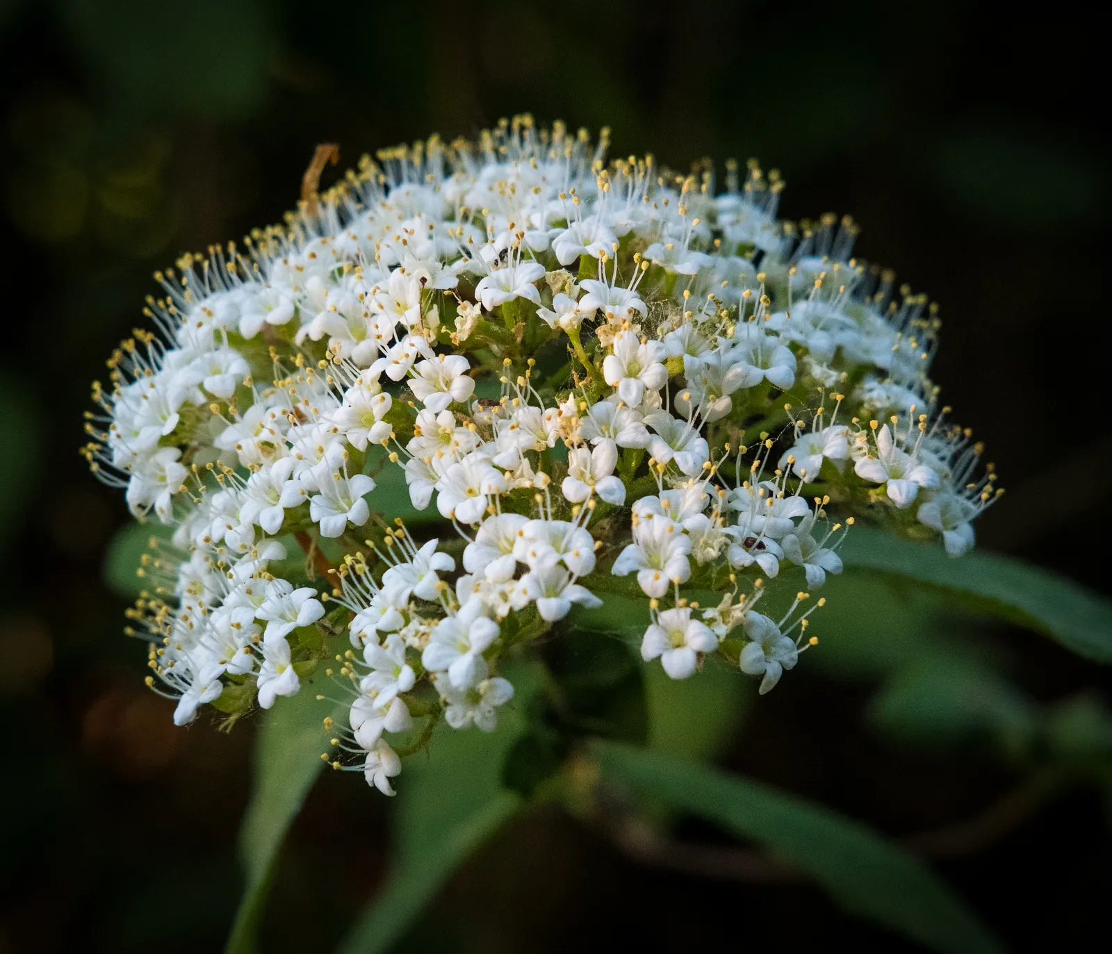 Lily-Of -The-Valley Shrub (Pieris Japonica 'Chris&trade;as Cheer') — <br><br>Christmas Cheer thrives in USDA Hardiness Zones 5 through 8