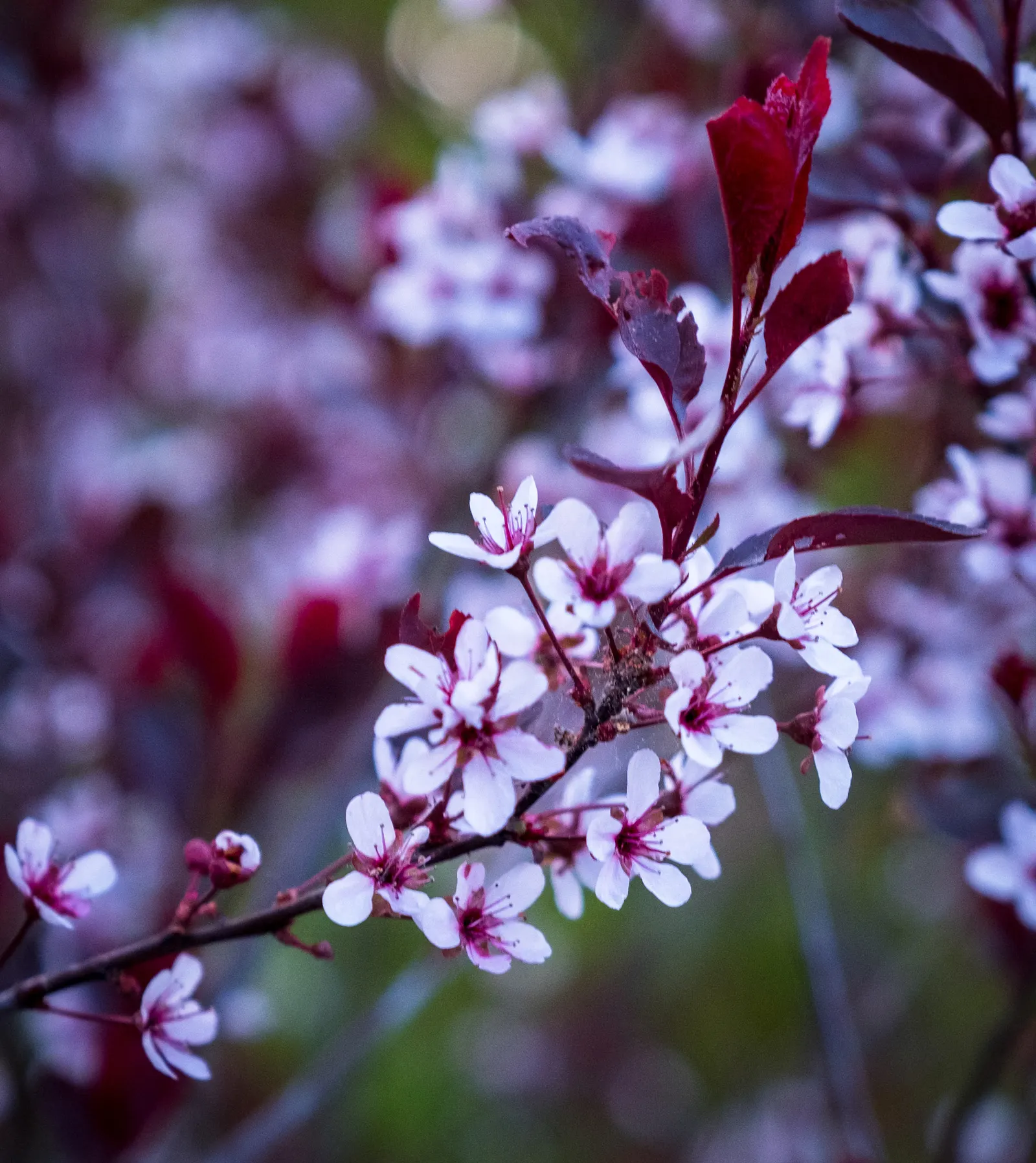 Lily-Of -The-Valley Shrub (Pieris Japonica 'Chris&trade;as Cheer') — is a captivating evergreen that will add a touch of elegance to any landscape design