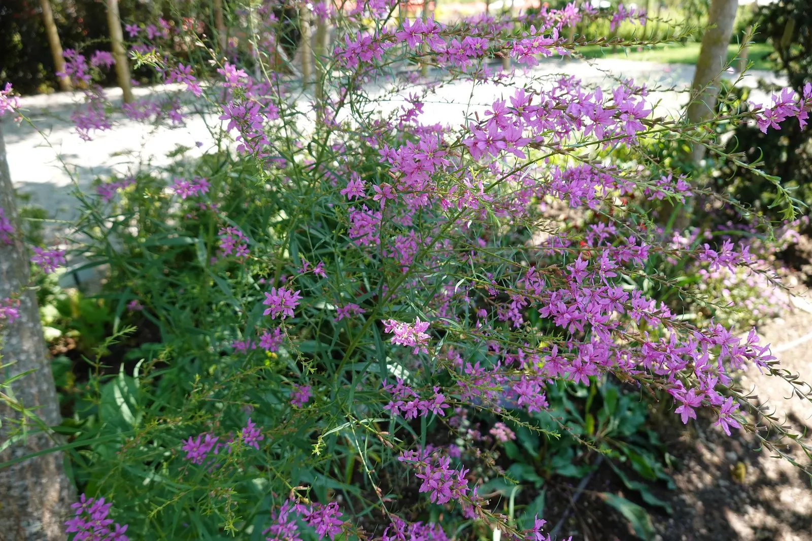 Herrenhausen Purple Oregano (Origanum laevigatum 'Herrenhausen') — Blooming from mid-summer to fall, it attracts pollinators while its leaves add culinary
