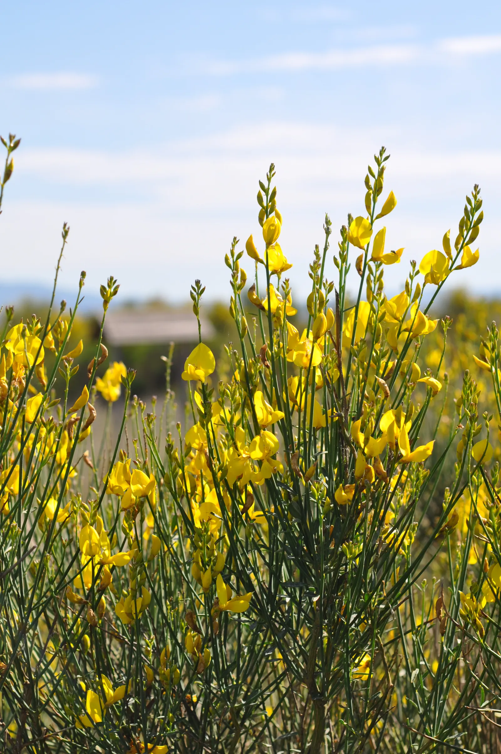 Spanish Broom (Spartium Junceum) — making it an ideal choice for sustainable landscape designs in regions with Mediterranean-like climates; ideal, image 54
