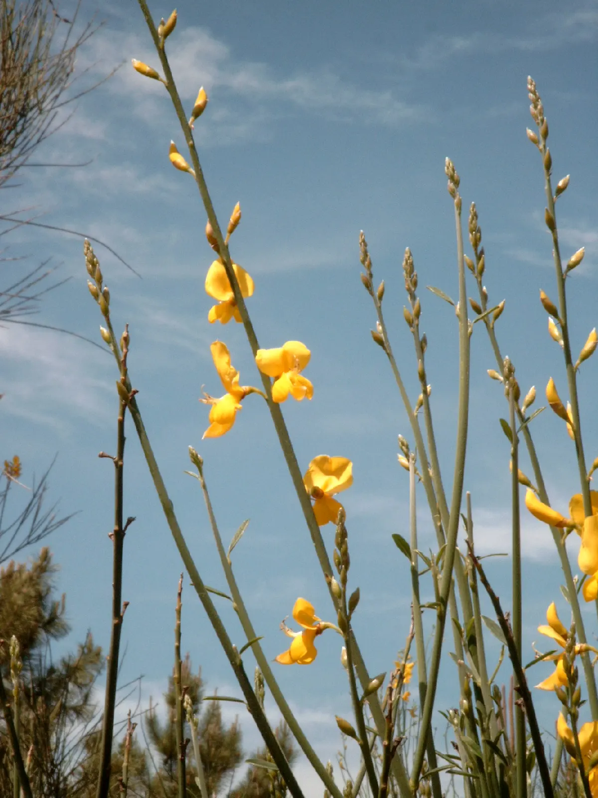 Spanish Broom (Spartium Junceum) — green stems and vibrant yellow; spanish Broom is an excellent selection for adding vertical accents, image 49